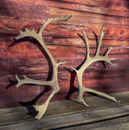 Huge Bull Caribou Antlers! Matched Set of Heavily Weathered Antlers. For decor, crafting and more!