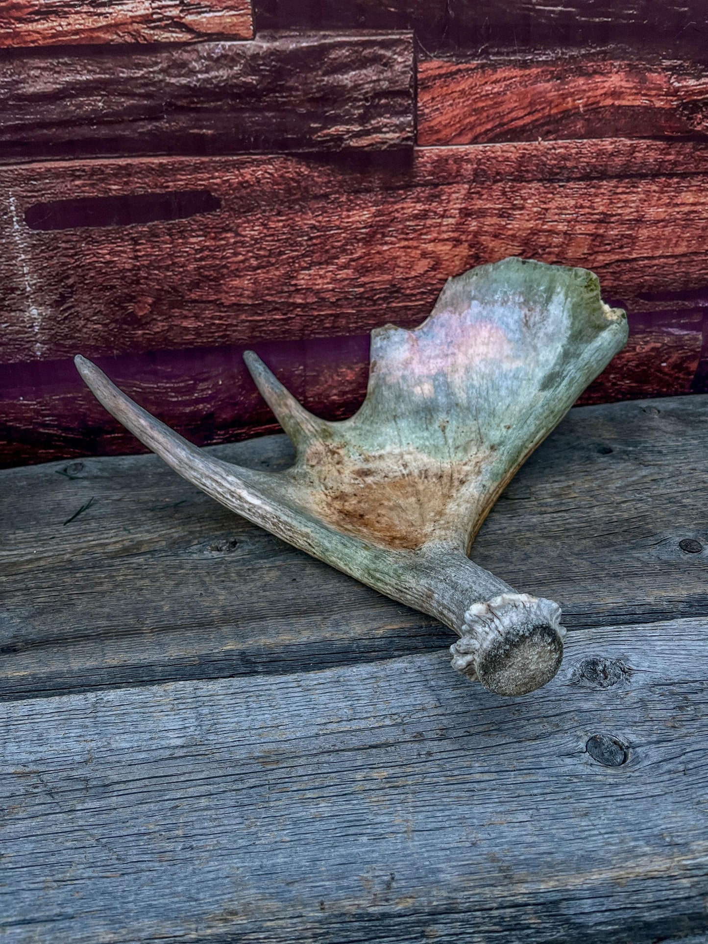 Moose Antler. Classic Shaped Paddle for Carving, Pet Treats, Crafting and Decor from a Wild Canada Moose