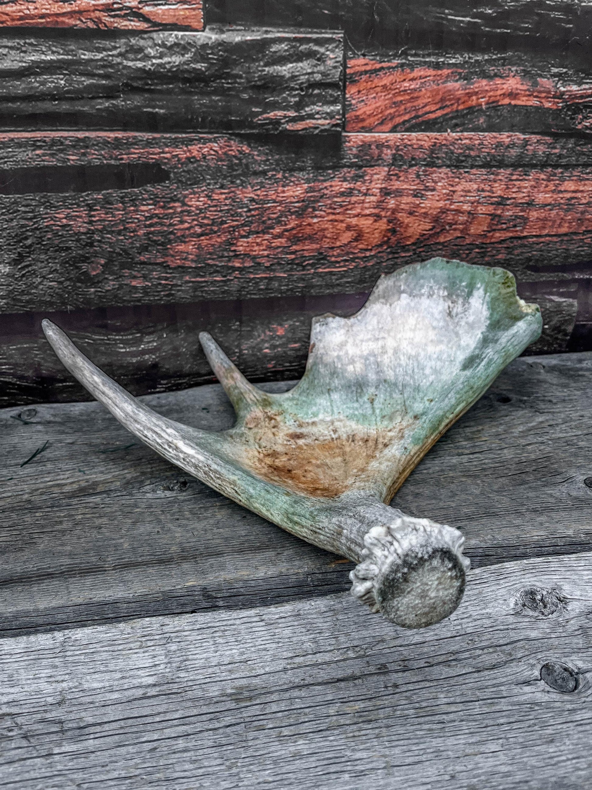 Moose Antler. Classic Shaped Paddle for Carving, Pet Treats, Crafting and Decor from a Wild Canada Moose