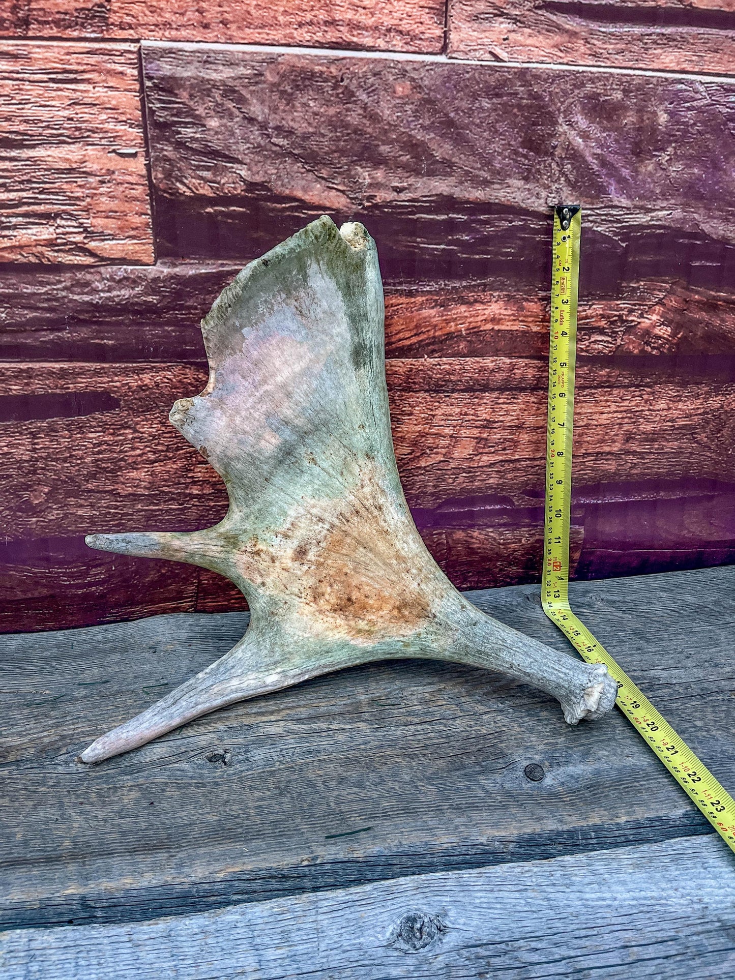 Moose Antler. Classic Shaped Paddle for Carving, Pet Treats, Crafting and Decor from a Wild Canada Moose