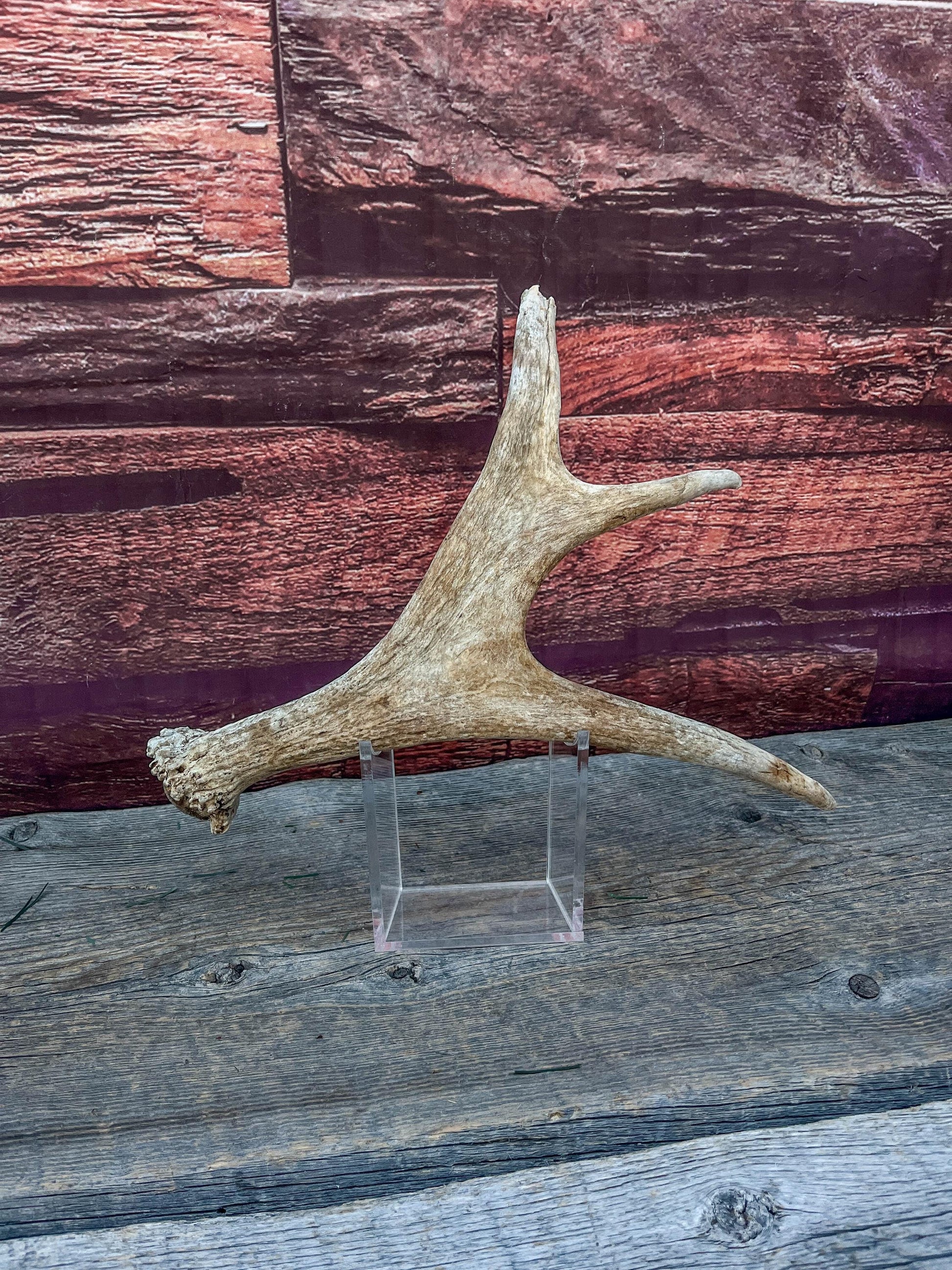 Bull Moose Antler. Small. Home decor table centerpiece, shelftop decor, and more.