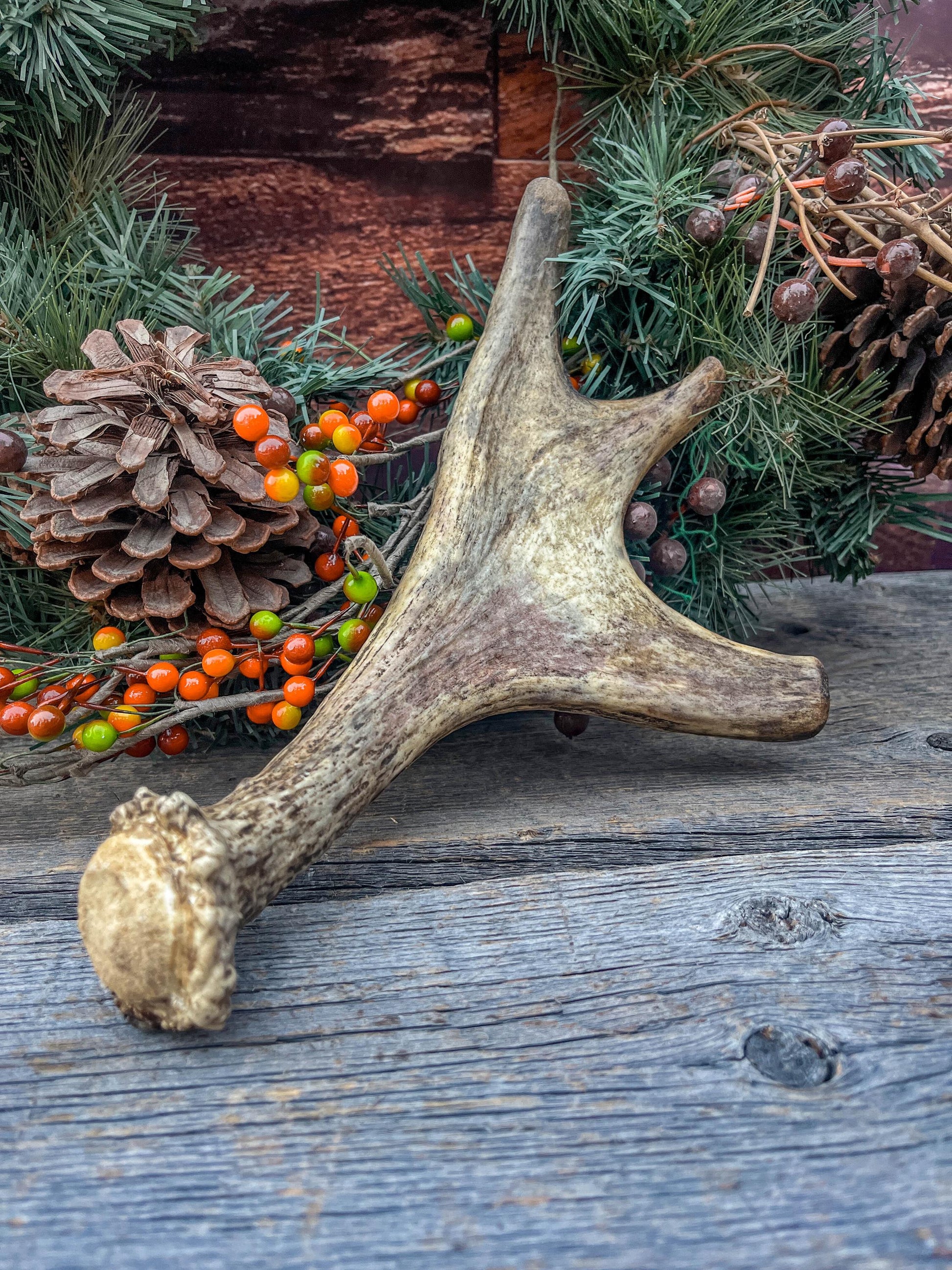 Moose Antler. Small Paddle for Carving, Pet Treats, Crafting and Decor from a Wild Canada Moose