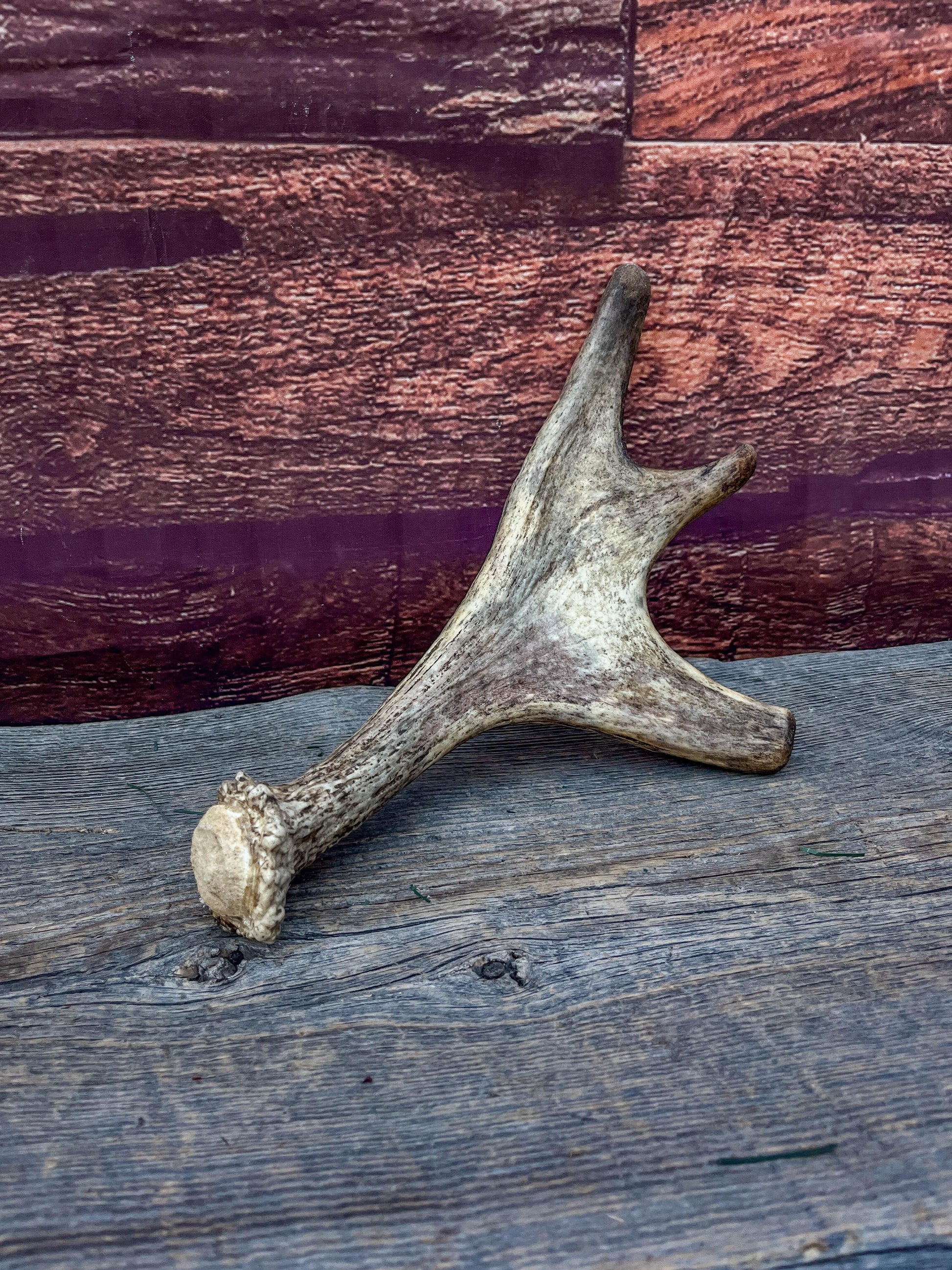 Moose Antler. Small Paddle for Carving, Pet Treats, Crafting and Decor from a Wild Canada Moose