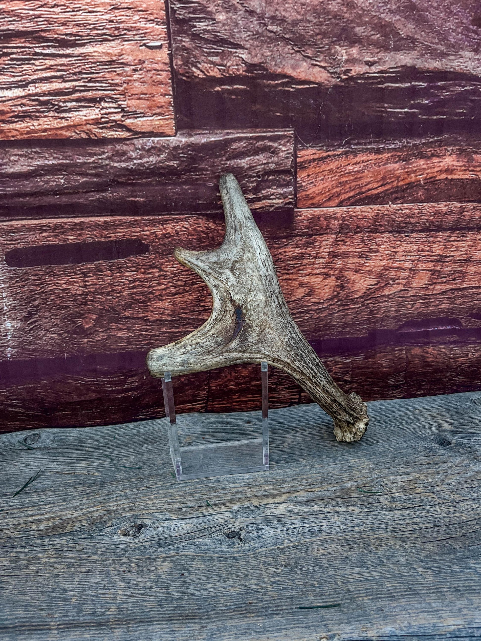 Moose Antler. Small Paddle for Carving, Pet Treats, Crafting and Decor from a Wild Canada Moose