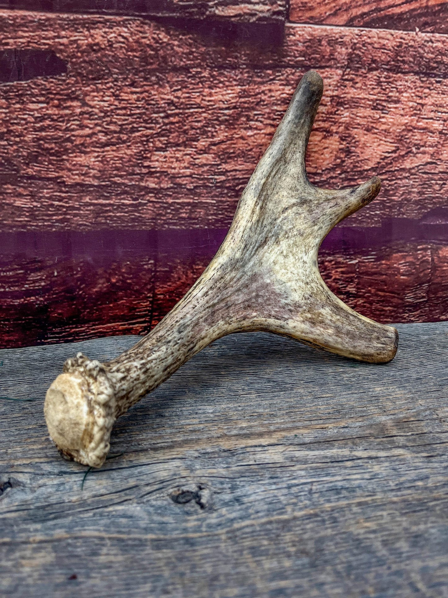Moose Antler. Small Paddle for Carving, Pet Treats, Crafting and Decor from a Wild Canada Moose
