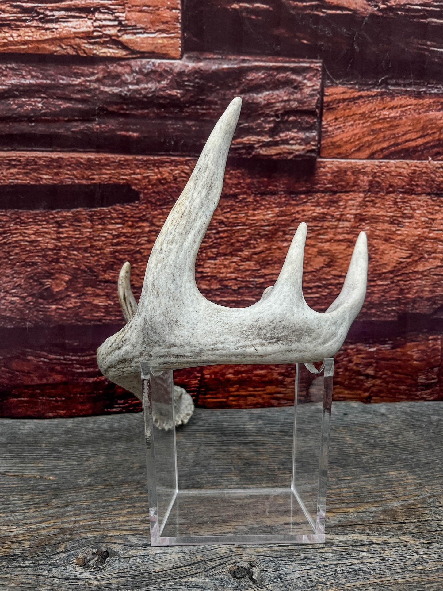 White-tailed Deer Antler - Wild Whitetailed deer Antler. Decor, design, crafting and more!