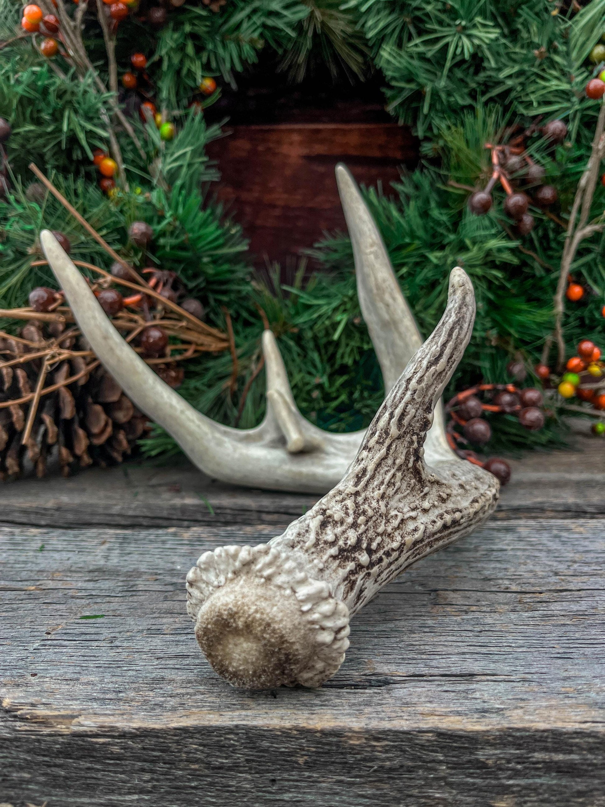 White-tailed Deer Antler - Wild Whitetailed deer Antler. Decor, design, crafting and more!