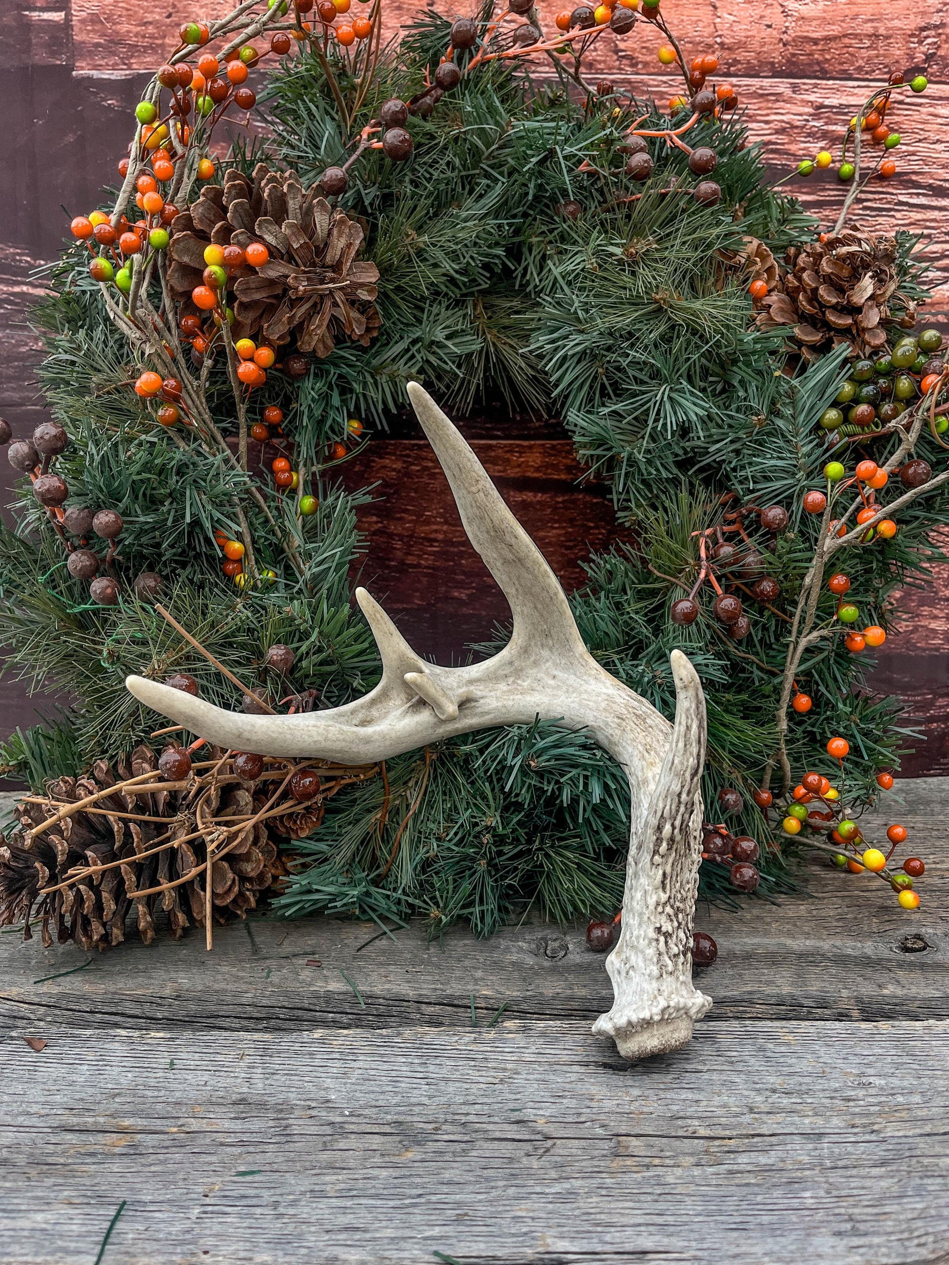 White-tailed Deer Antler - Wild Whitetailed deer Antler. Decor, design, crafting and more!