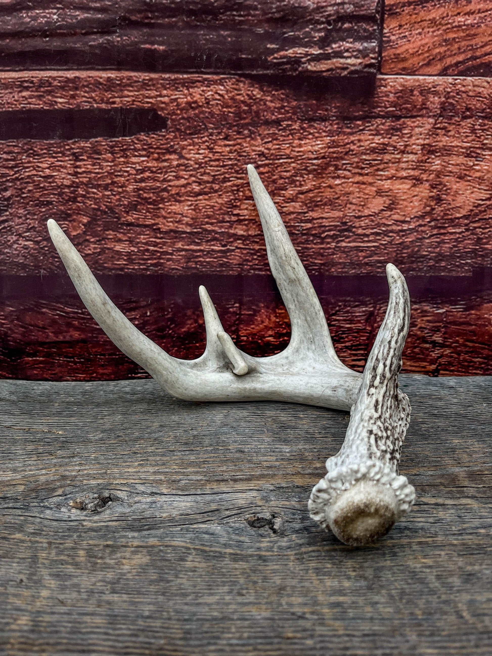 White-tailed Deer Antler - Wild Whitetailed deer Antler. Decor, design, crafting and more!