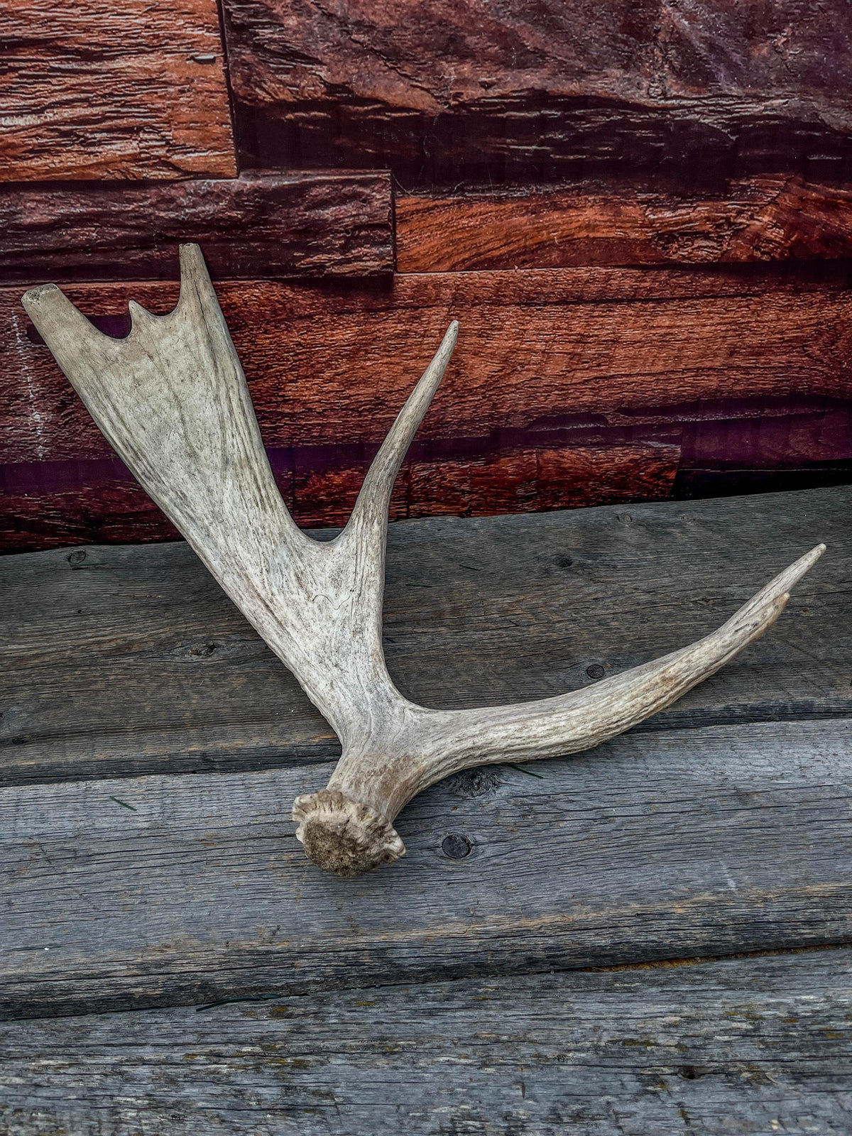 Med-Sized Moose Shed Antler. For Decor, Crafting and More!