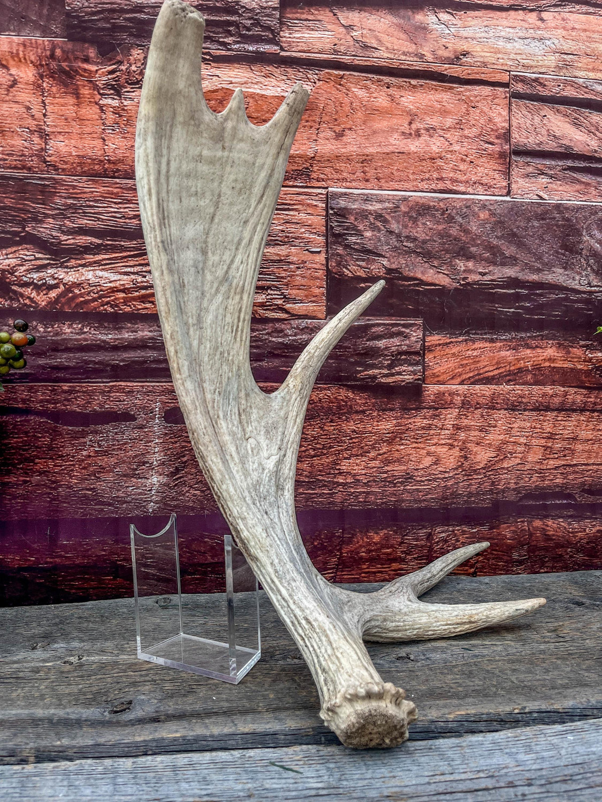 Med-Sized Moose Shed Antler. For Decor, Crafting and More!