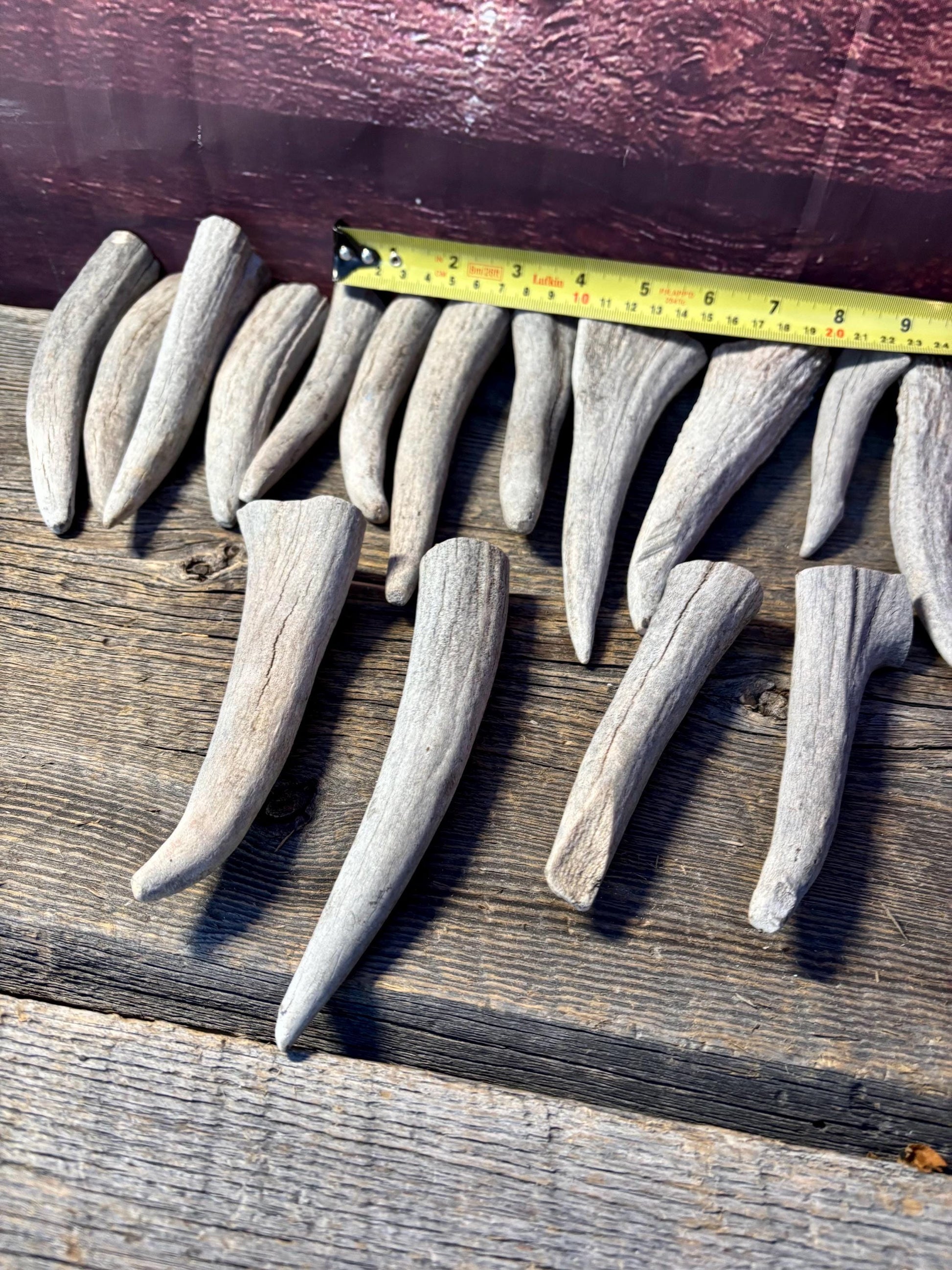 Moose Antler Tips - 2.7pbs (16pcs) Premium Antler tips for Crafting decor and more.
