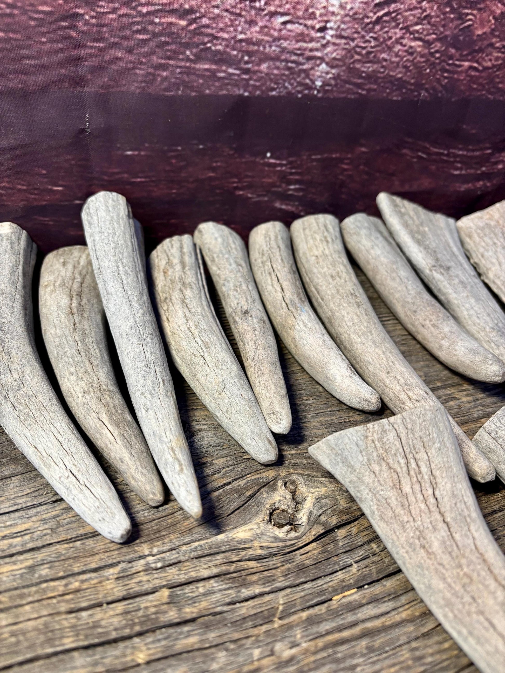 Moose Antler Tips - 2.7pbs (16pcs) Premium Antler tips for Crafting decor and more.
