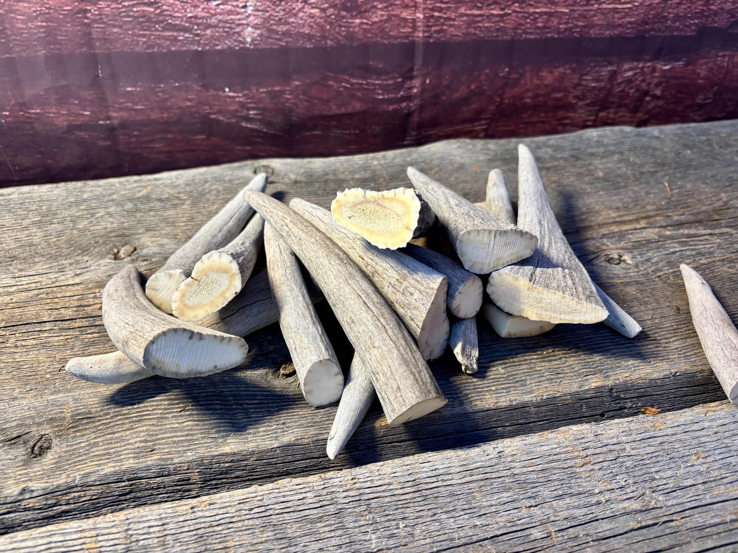 Moose Antler Tips - 2.7pbs (16pcs) Premium Antler tips for Crafting decor and more.