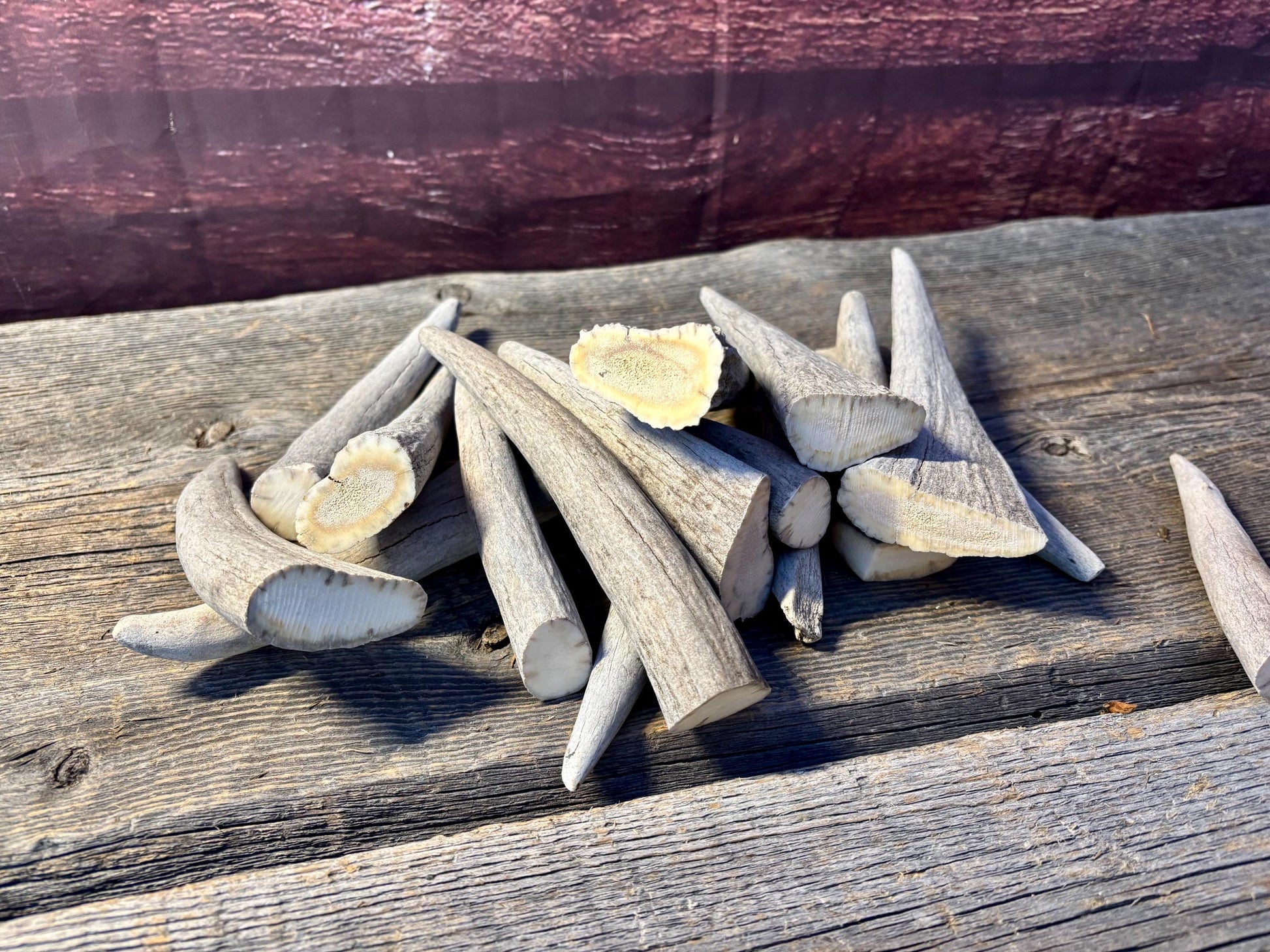 Moose Antler Tips - 2.7pbs (16pcs) Premium Antler tips for Crafting decor and more.