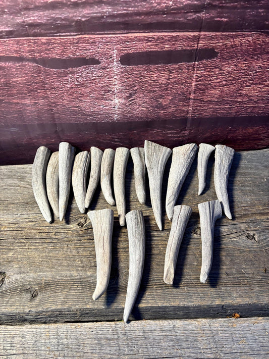 Moose Antler Tips - 2.7pbs (16pcs) Premium Antler tips for Crafting decor and more.
