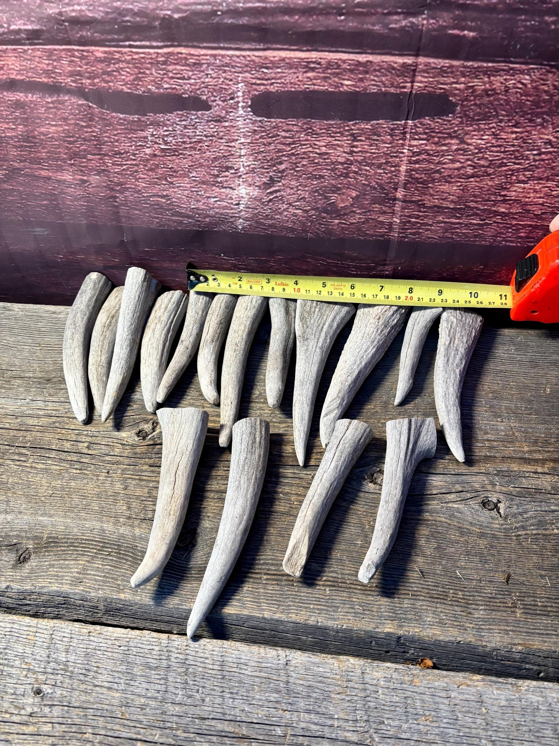 Moose Antler Tips - 2.7pbs (16pcs) Premium Antler tips for Crafting decor and more.