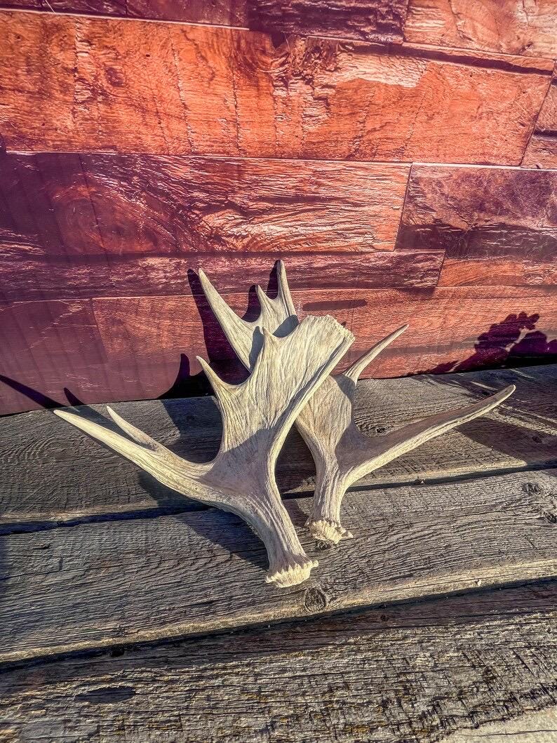 Moose Antler Pair. Medium Sized Canadian Moose Antlers - Crafting & Decor