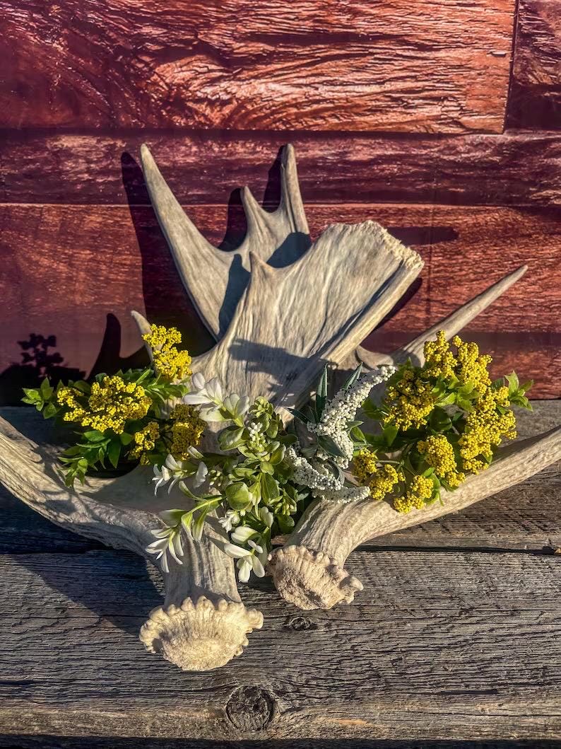 Moose Antler Pair. Medium Sized Canadian Moose Antlers - Crafting & Decor