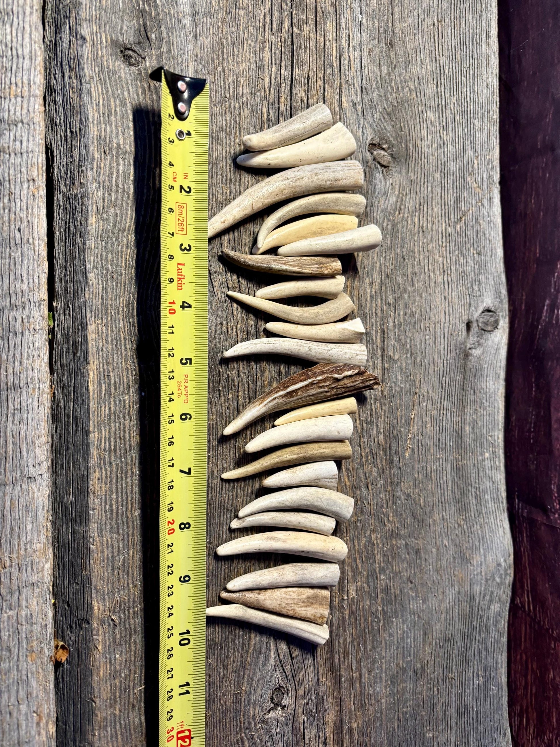 Small Antler Tips (20pcs) Very Good Condition Tips for Crafting Decor and More