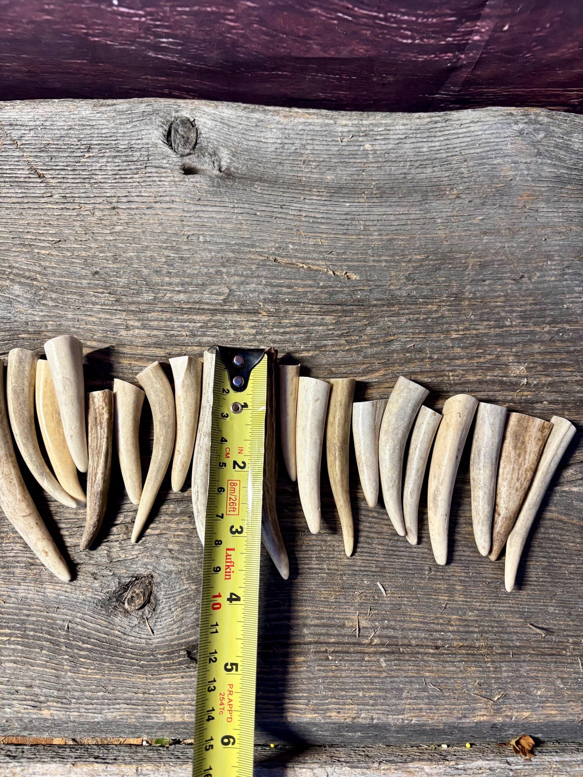 Small Antler Tips (20pcs) Very Good Condition Tips for Crafting Decor and More