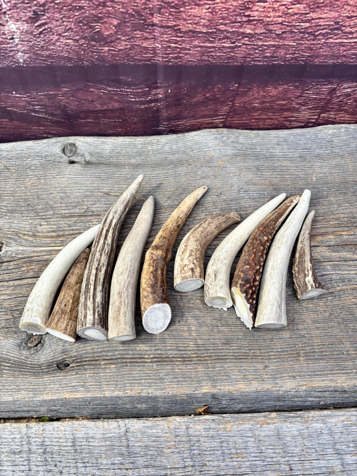Medium sized Deer and Elk Fresh Antler Tips (10 pcs) - 3”-6” Tips or "Dinosaur Teeth" for Crafting, Decor and More