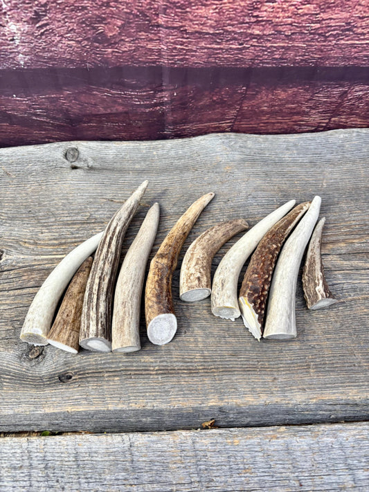 Medium sized Deer and Elk Fresh Antler Tips (10 pcs) - 3”-6” Tips or "Dinosaur Teeth" for Crafting, Decor and More