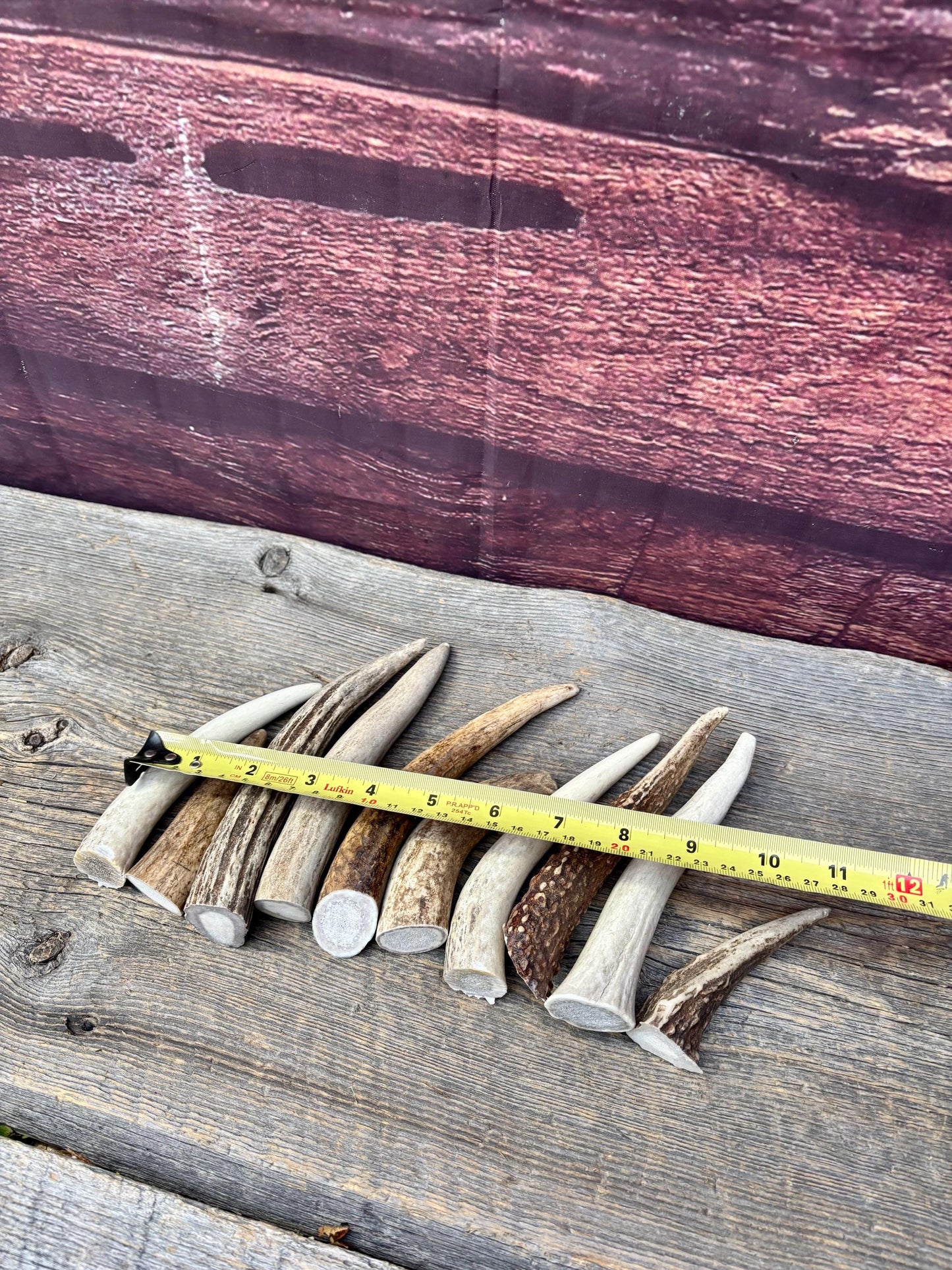 Medium sized Deer and Elk Fresh Antler Tips (10 pcs) - 3”-6” Tips or "Dinosaur Teeth" for Crafting, Decor and More
