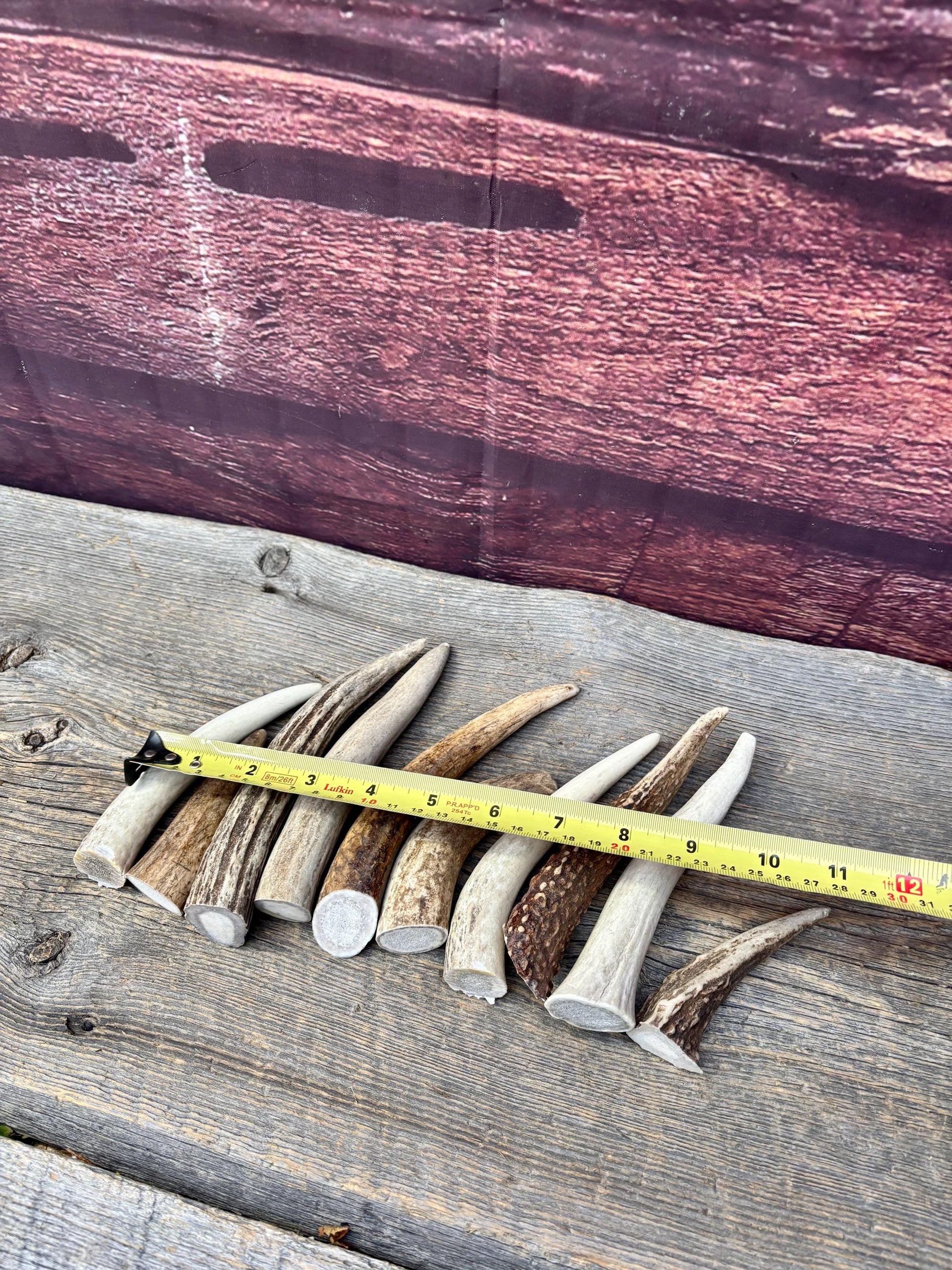 Medium sized Deer and Elk Fresh Antler Tips (10 pcs) - 3”-6” Tips or "Dinosaur Teeth" for Crafting, Decor and More