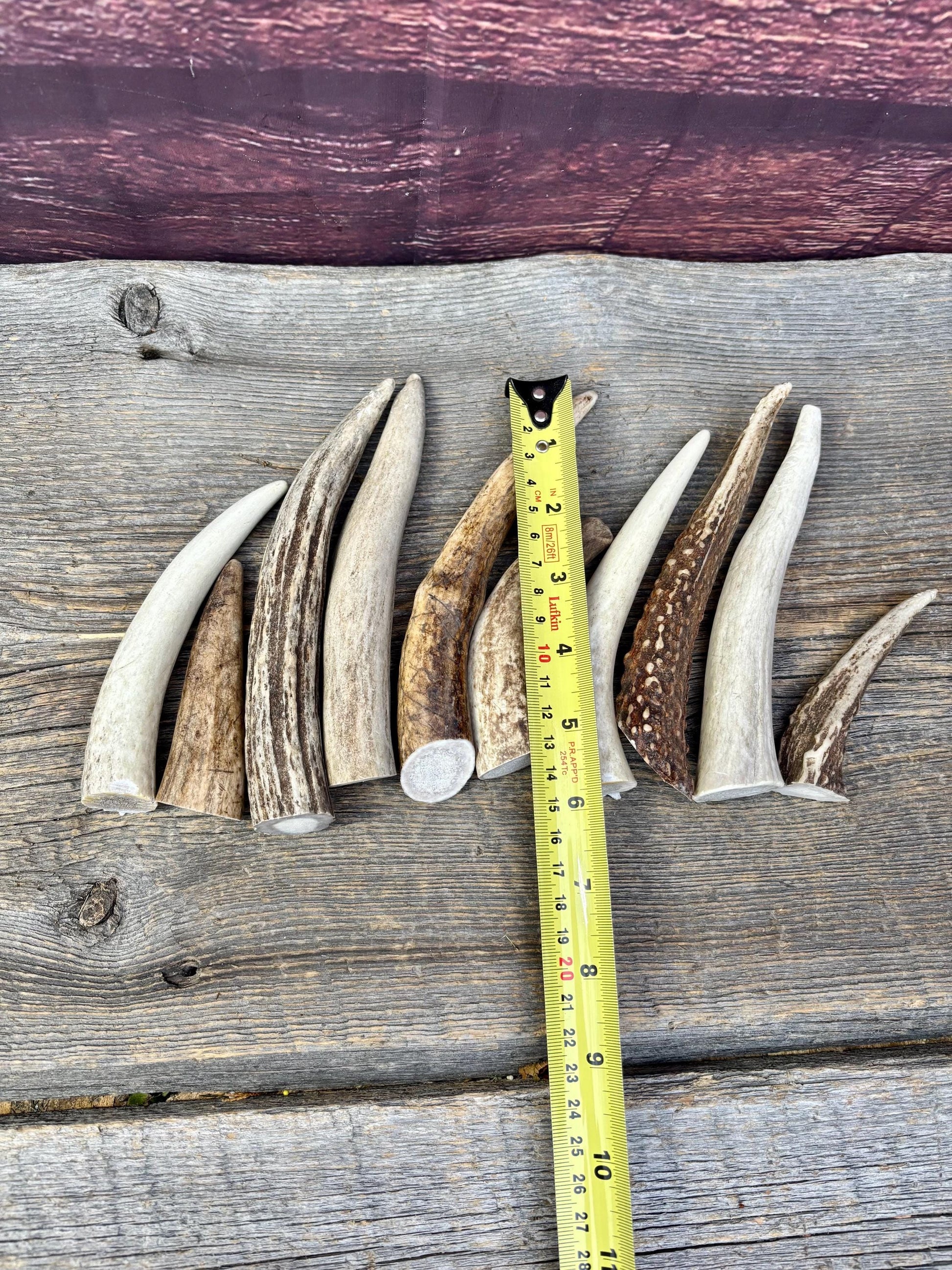 Medium sized Deer and Elk Fresh Antler Tips (10 pcs) - 3”-6” Tips or "Dinosaur Teeth" for Crafting, Decor and More