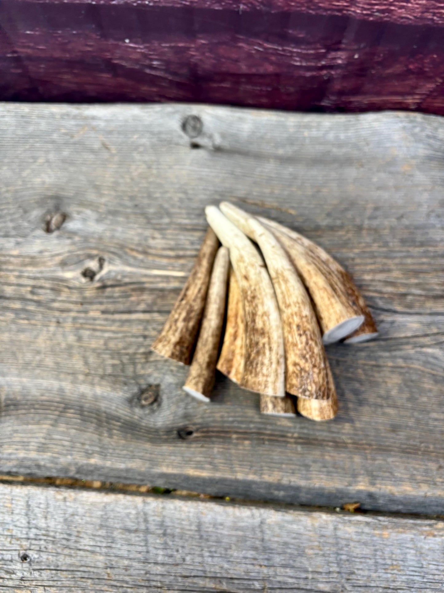 Elk Antler Tips - 5/10 Pack of 4”-6" Premium Fresh Tine Tips or "Dinosaur Teeth" for Crafting, Decor and More