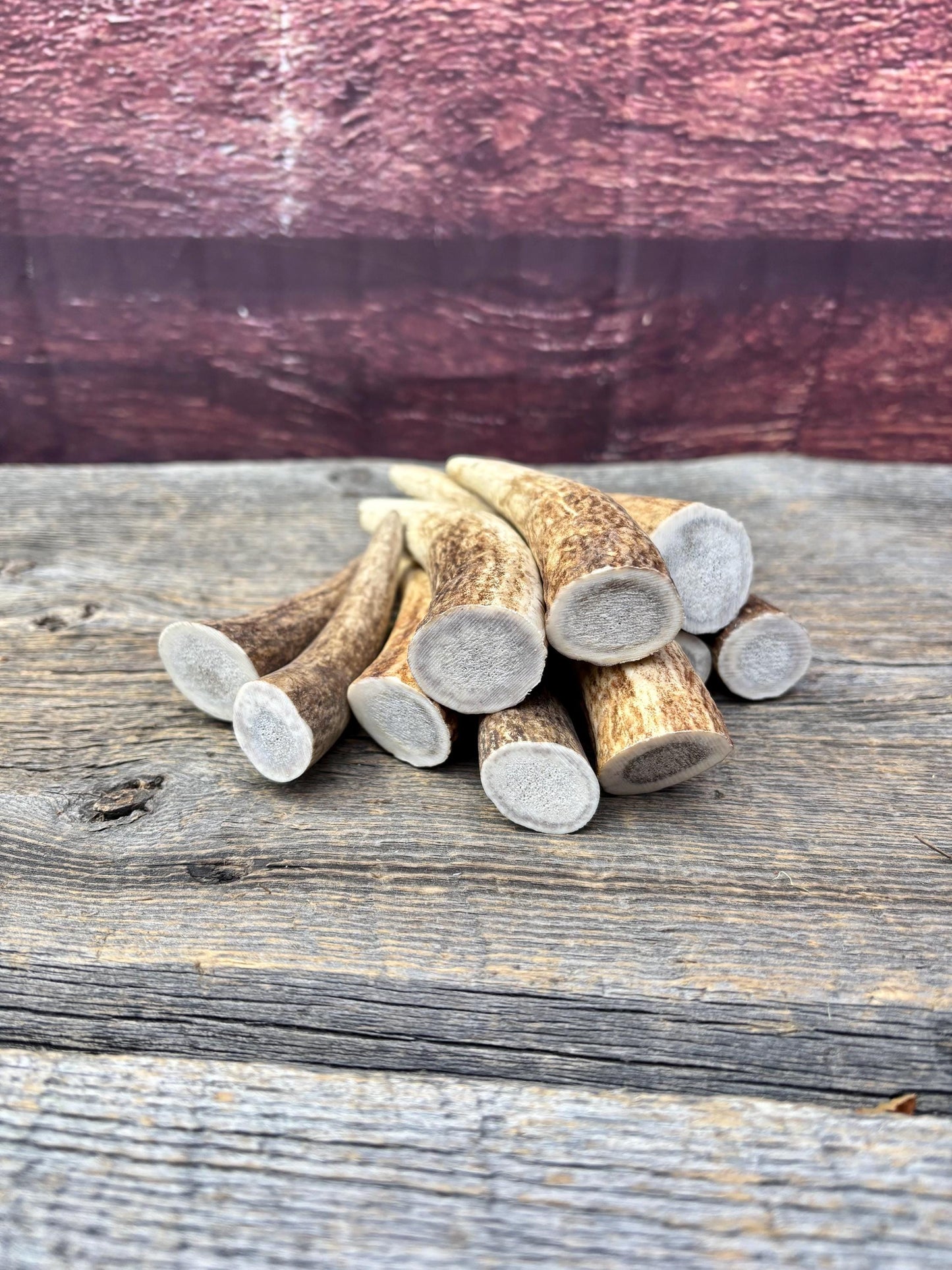 Elk Antler Tips - 5/10 Pack of 4”-6" Premium Fresh Tine Tips or "Dinosaur Teeth" for Crafting, Decor and More