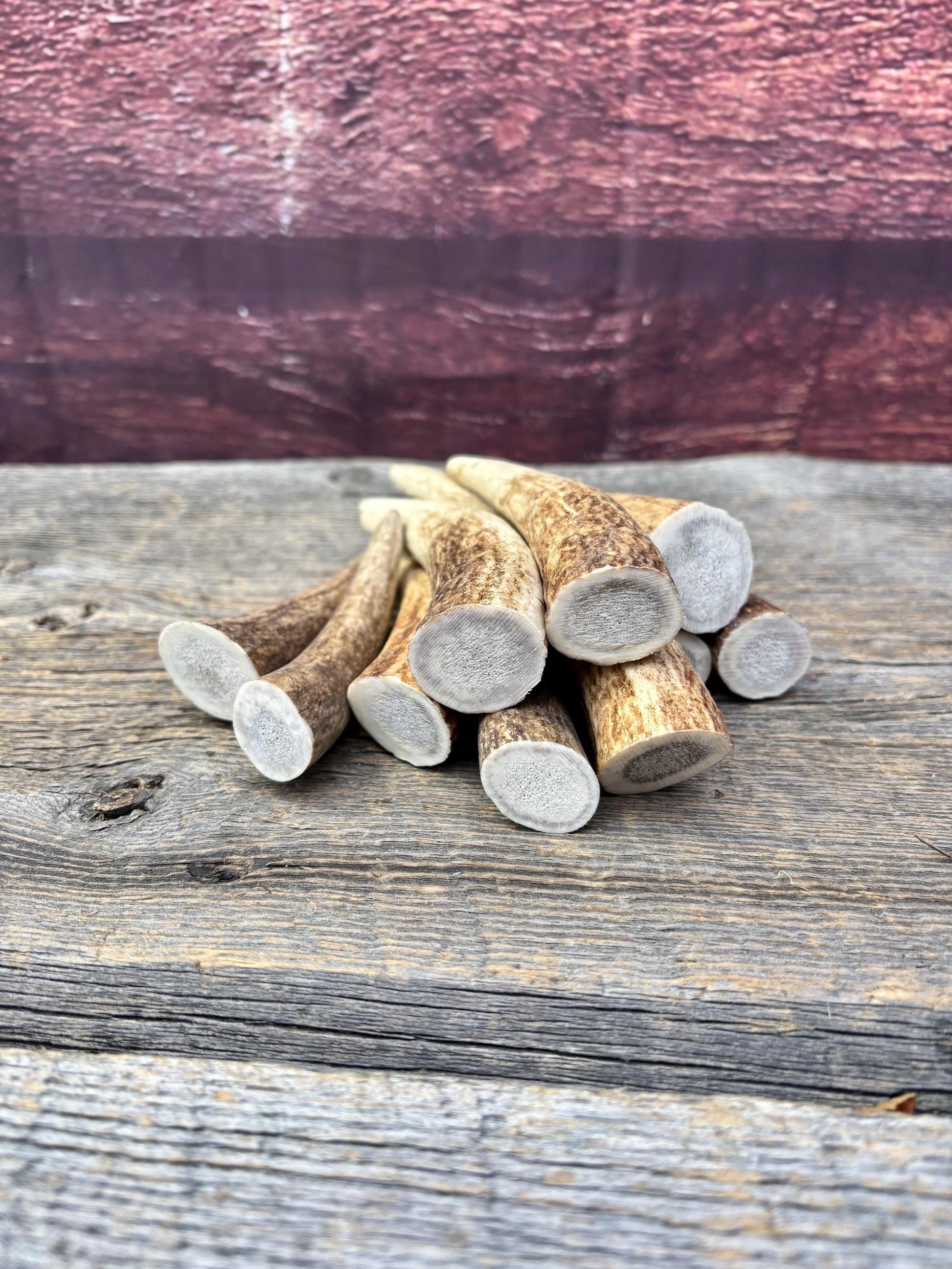 Elk Antler Tips - 5/10 Pack of 4”-6" Premium Fresh Tine Tips or "Dinosaur Teeth" for Crafting, Decor and More