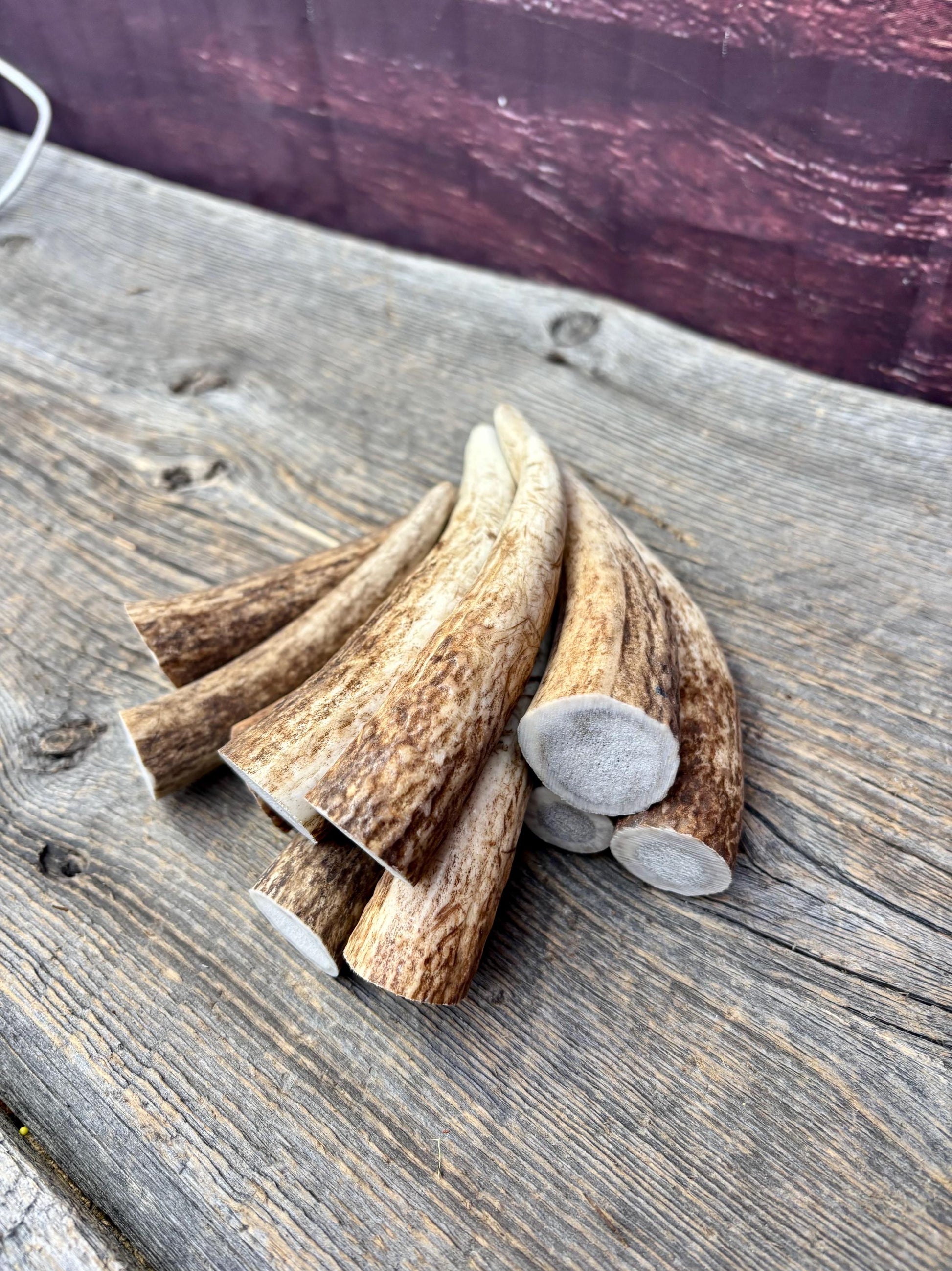 Elk Antler Tips - 5/10 Pack of 4”-6" Premium Fresh Tine Tips or "Dinosaur Teeth" for Crafting, Decor and More