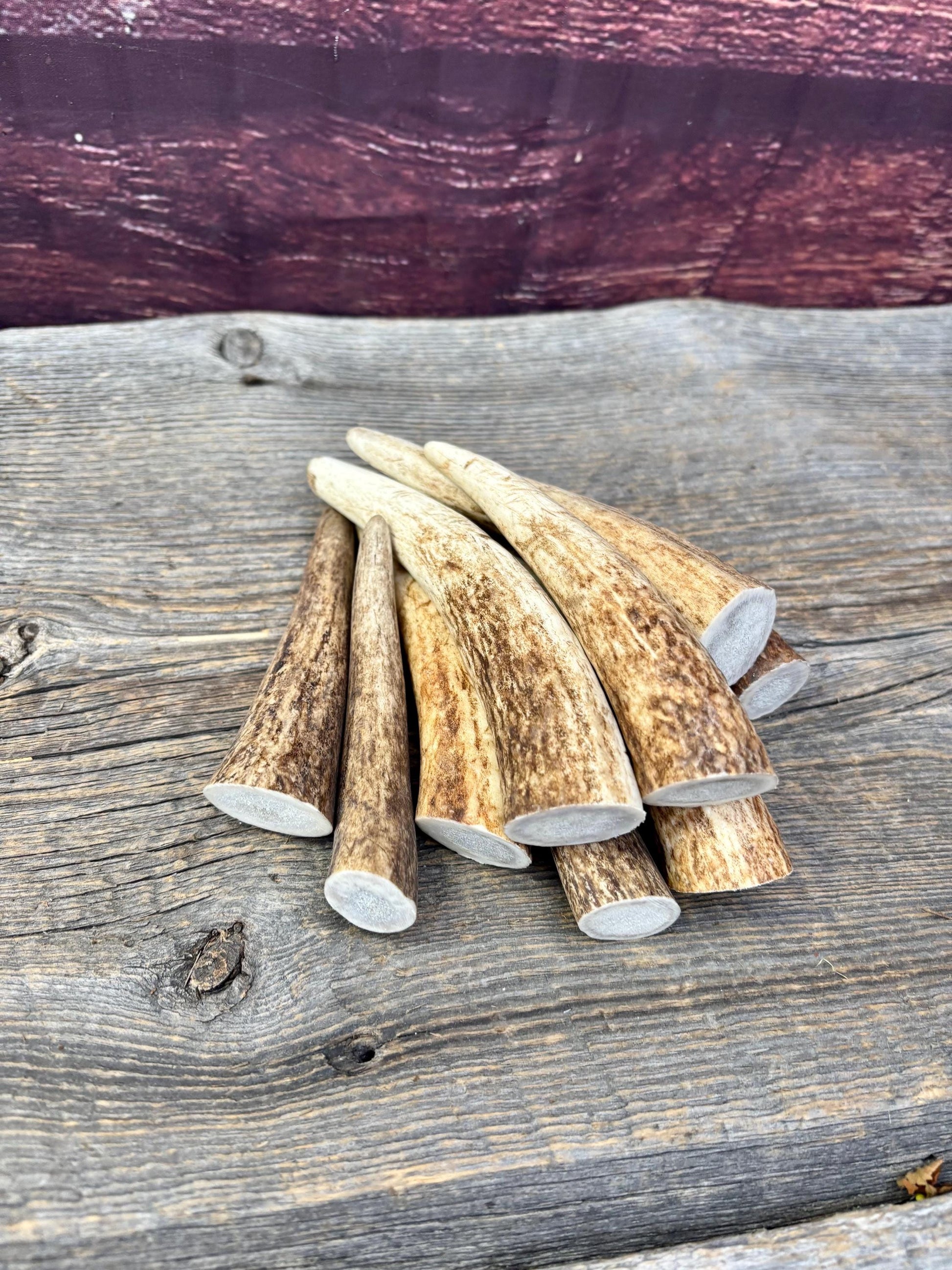 Elk Antler Tips - 5/10 Pack of 4”-6" Premium Fresh Tine Tips or "Dinosaur Teeth" for Crafting, Decor and More