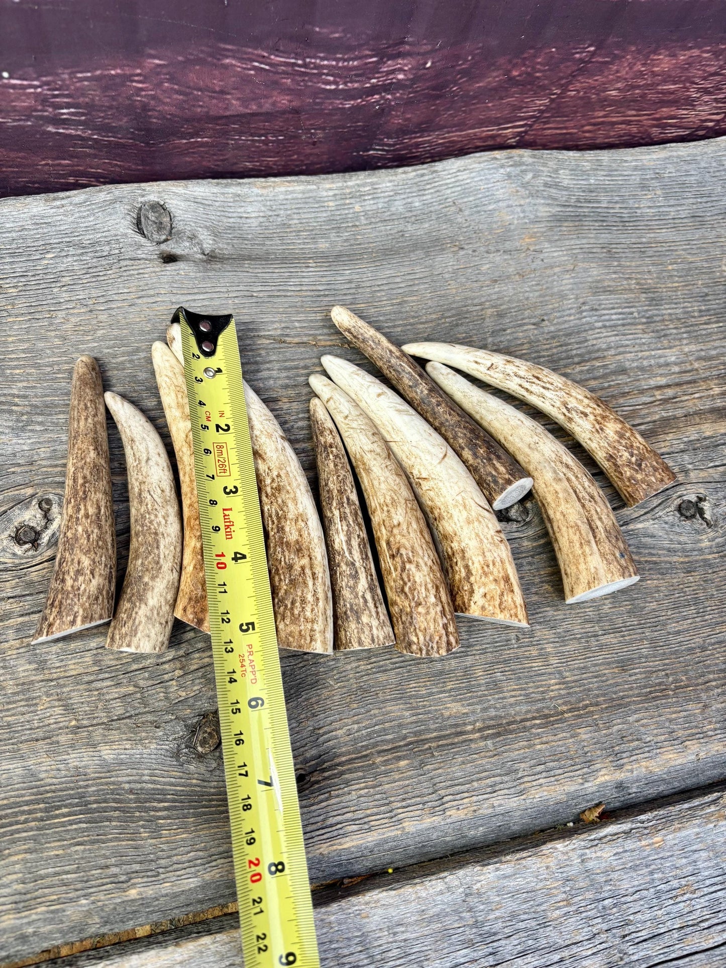 Elk Antler Tips - 5/10 Pack of 4”-6" Premium Fresh Tine Tips or "Dinosaur Teeth" for Crafting, Decor and More