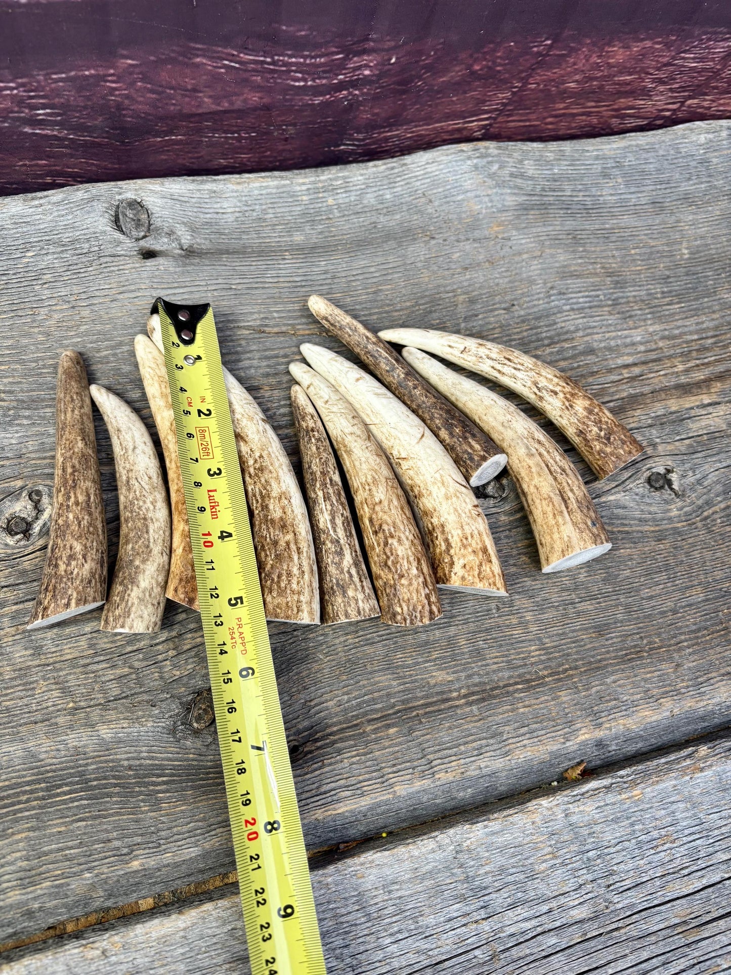 Elk Antler Tips - 5/10 Pack of 4”-6" Premium Fresh Tine Tips or "Dinosaur Teeth" for Crafting, Decor and More