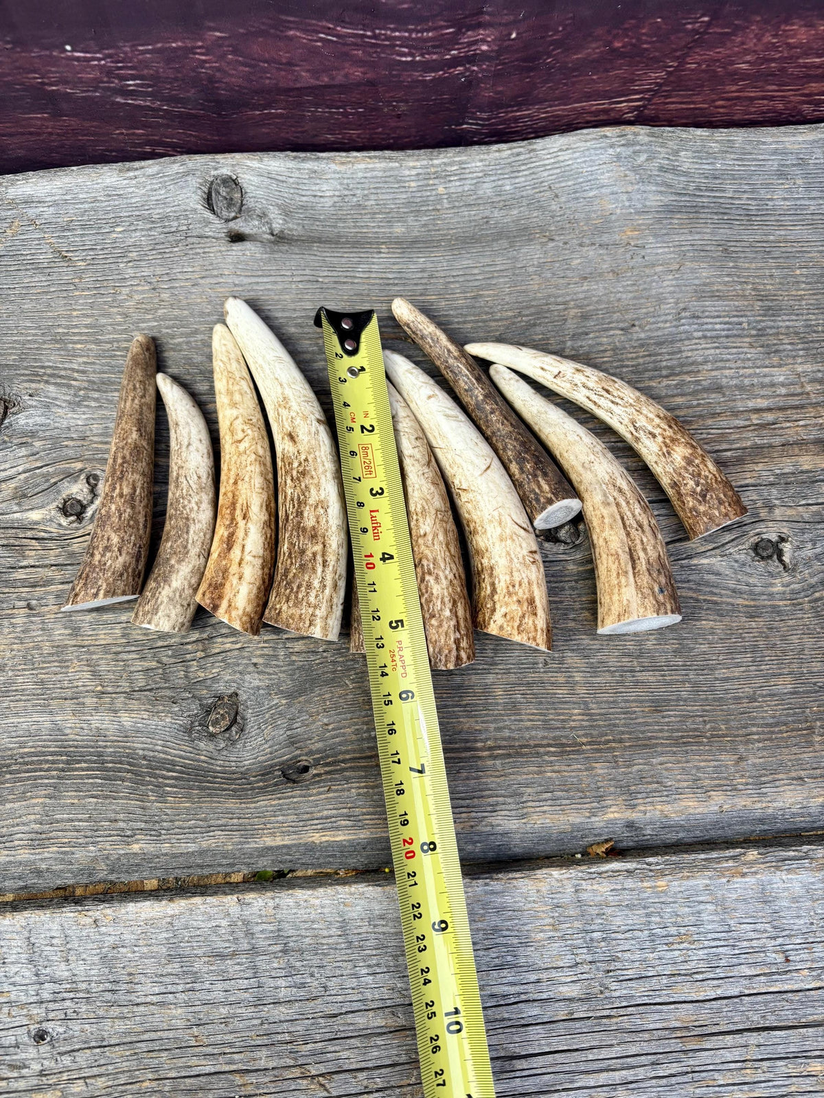 Elk Antler Tips - 5/10 Pack of 4”-6" Premium Fresh Tine Tips or "Dinosaur Teeth" for Crafting, Decor and More