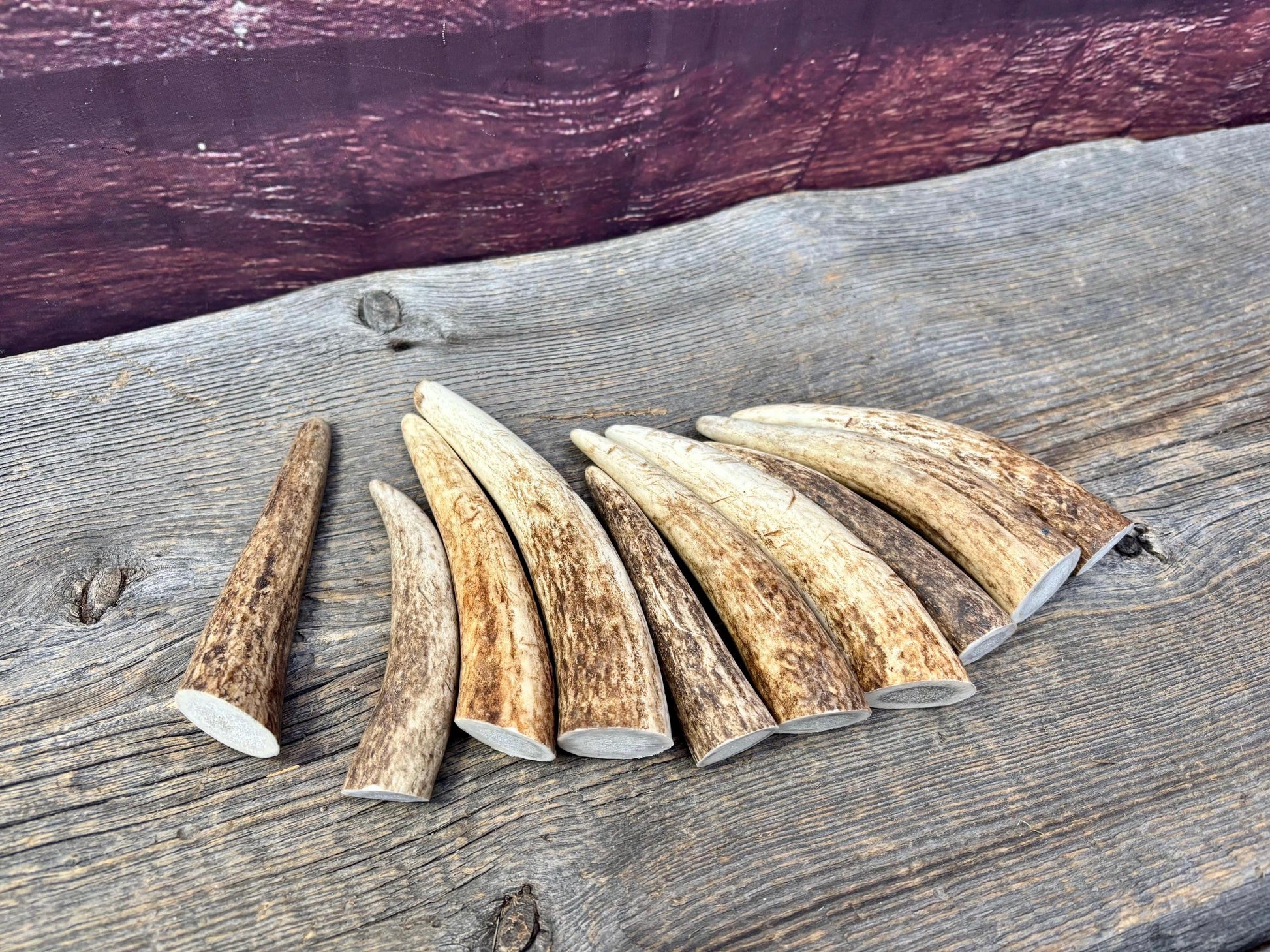 Elk Antler Tips - 5/10 Pack of 4”-6" Premium Fresh Tine Tips or "Dinosaur Teeth" for Crafting, Decor and More