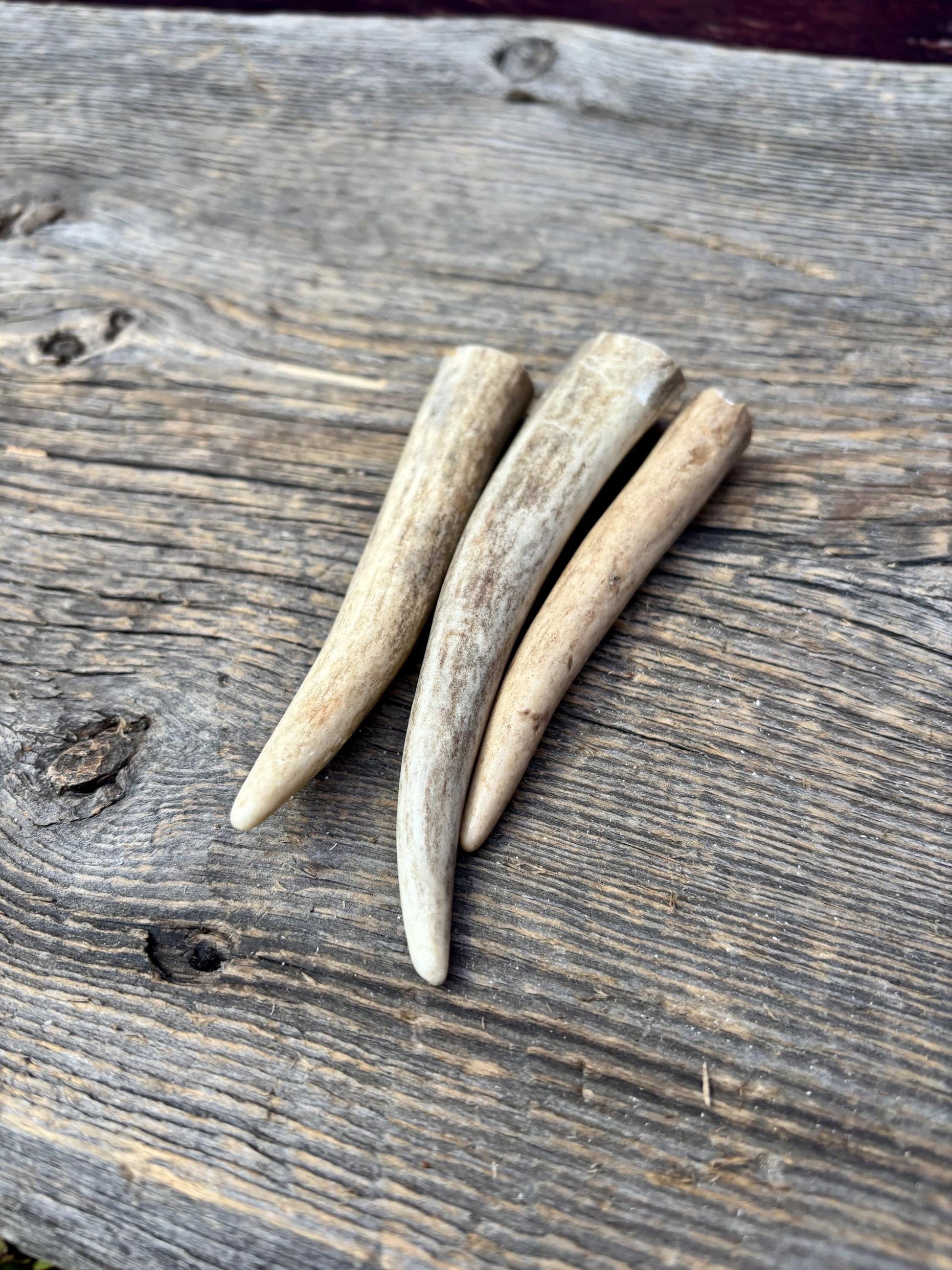 Deer Antler Tips: 3-Pack of ~4” - 5" Tine Tips for Crafting, Decor and More!