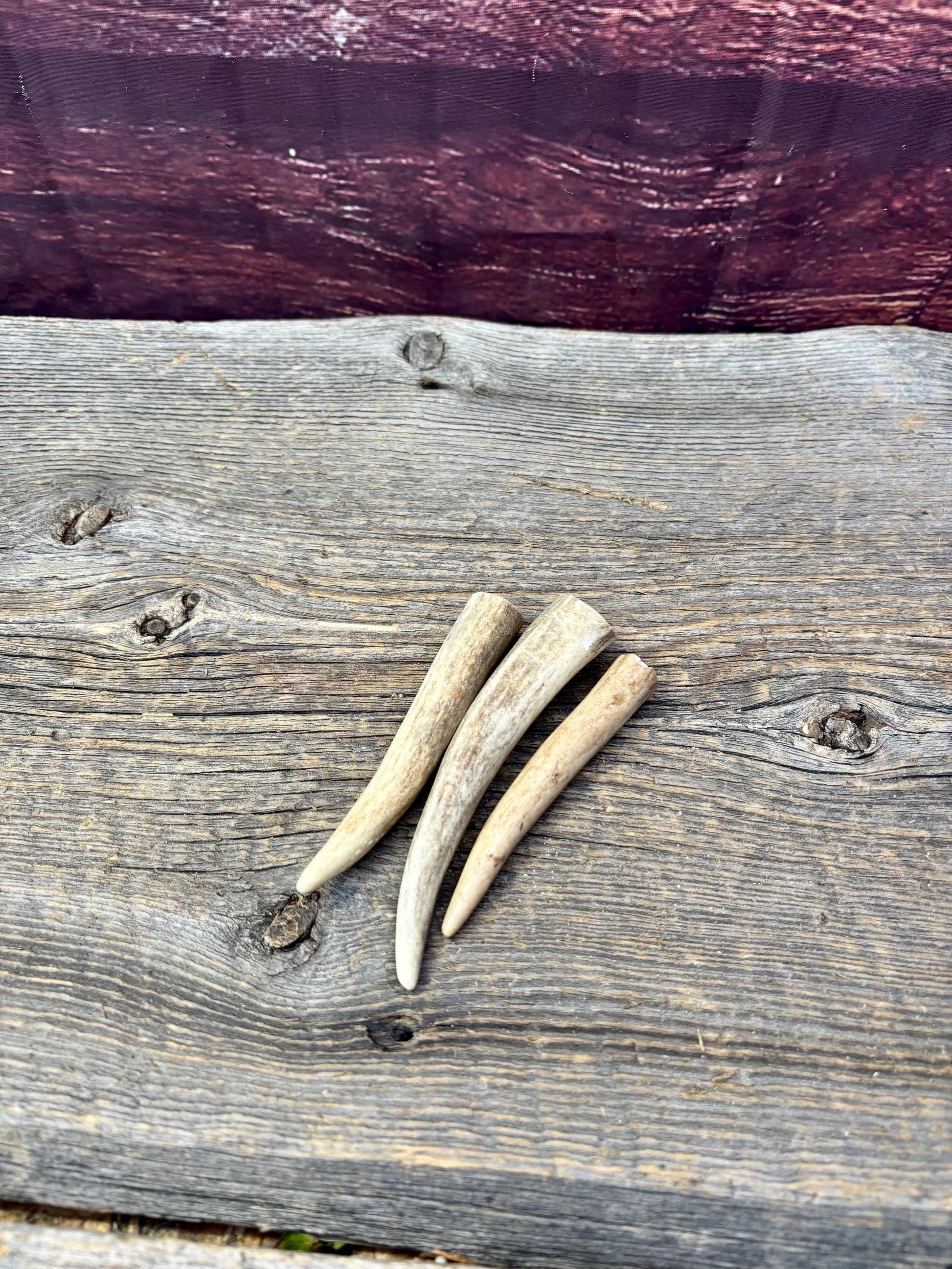 Deer Antler Tips: 3-Pack of ~4” - 5" Tine Tips for Crafting, Decor and More!