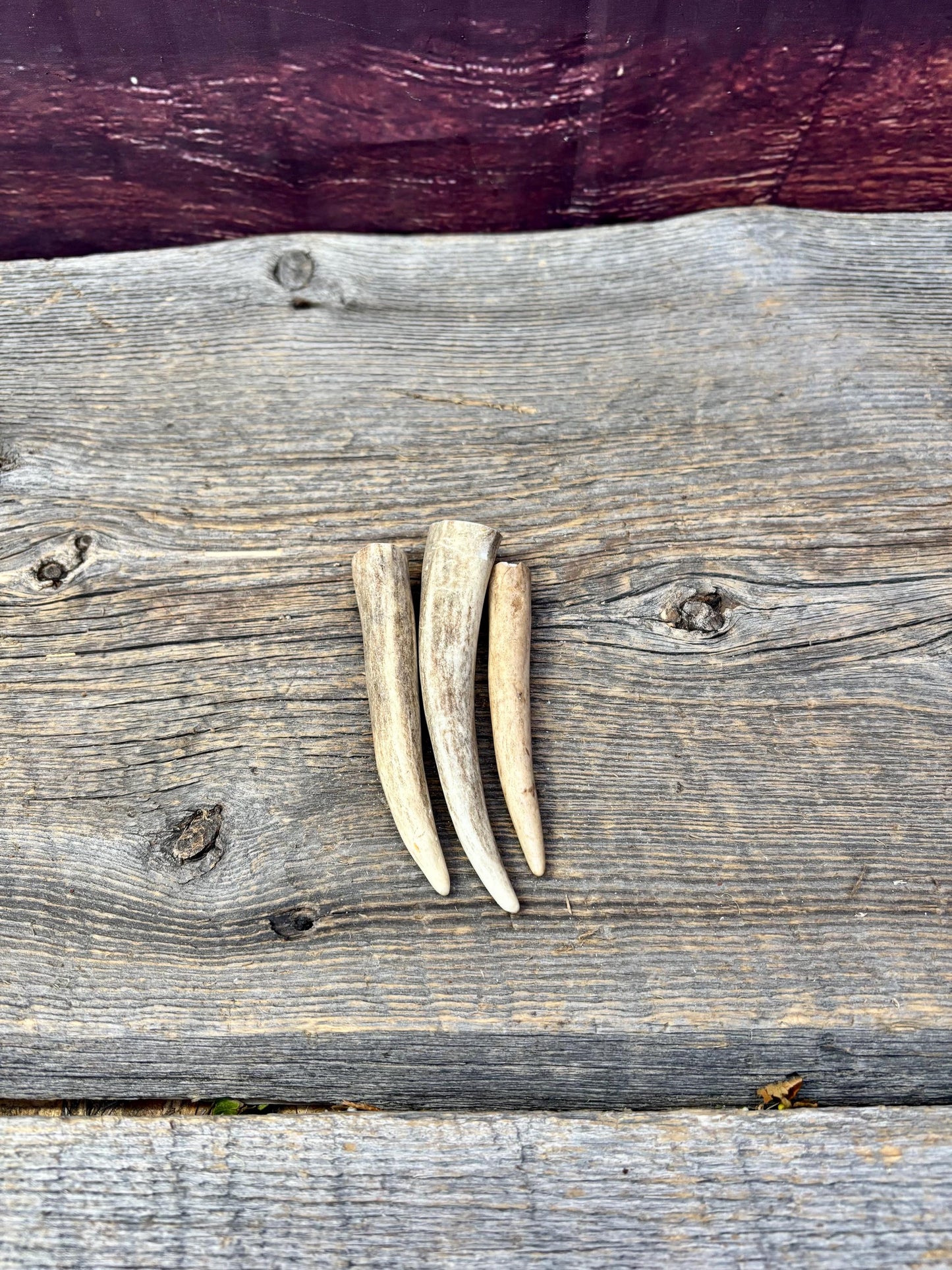 Deer Antler Tips: 3-Pack of ~4” - 5" Tine Tips for Crafting, Decor and More!