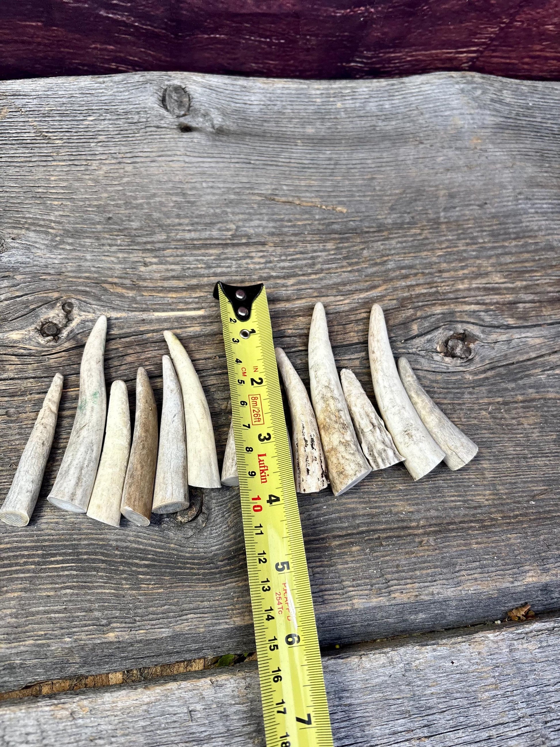 Small Antler Tips (12pcs) ~2”-4” Poorer Condition Tips for Crafting Decor and More