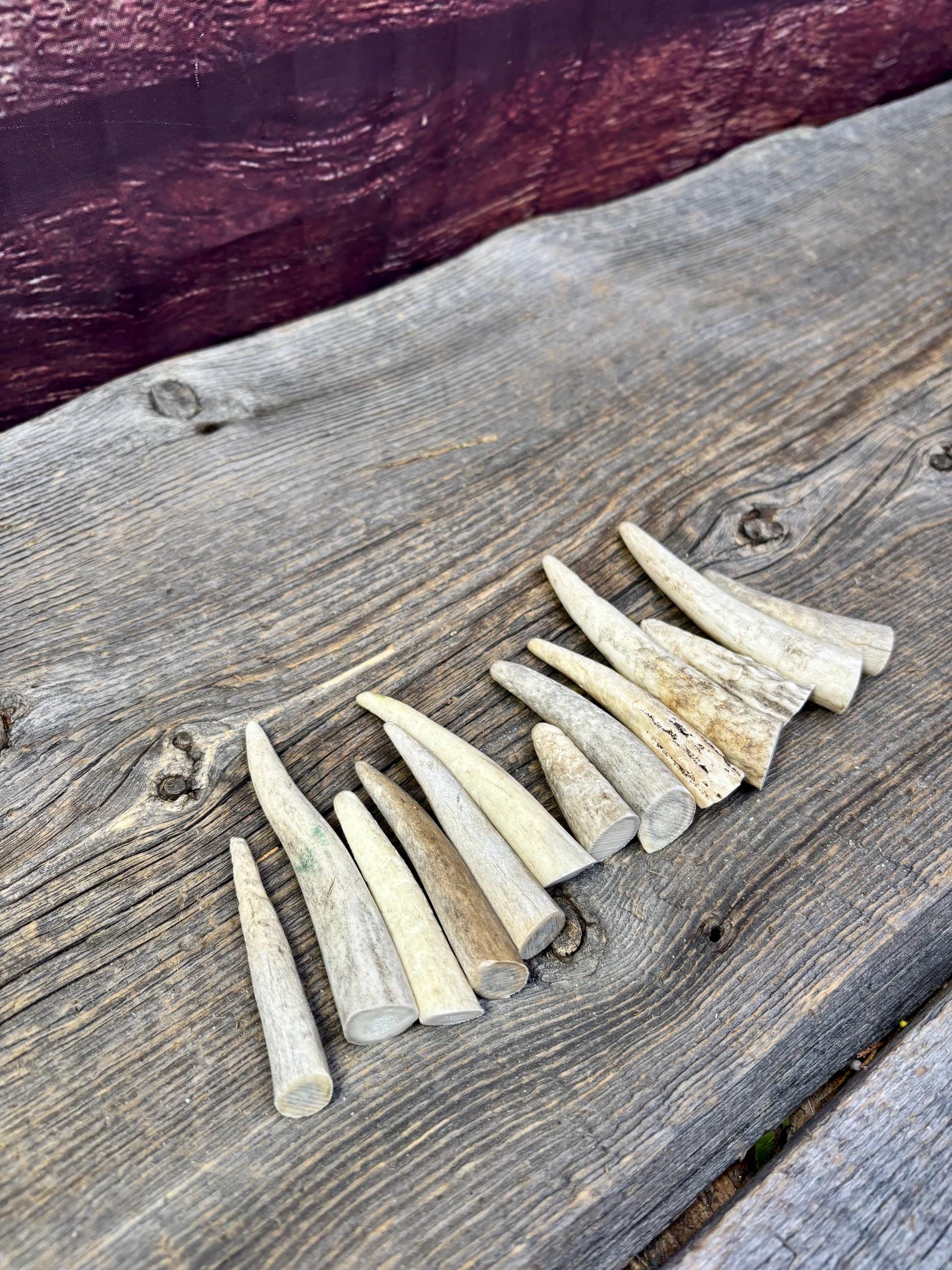 Small Antler Tips (12pcs) ~2”-4” Poorer Condition Tips for Crafting Decor and More
