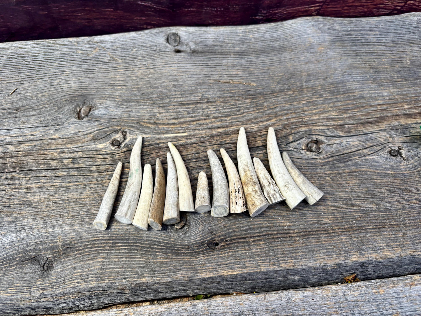 Small Antler Tips (12pcs) ~2”-4” Poorer Condition Tips for Crafting Decor and More