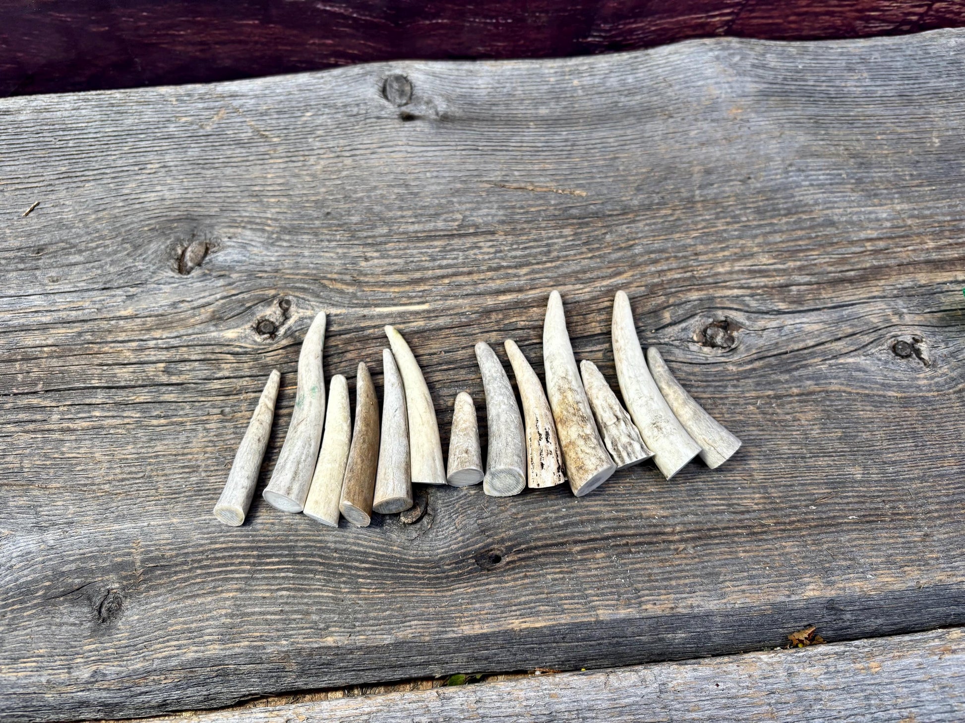 Small Antler Tips (12pcs) ~2”-4” Poorer Condition Tips for Crafting Decor and More