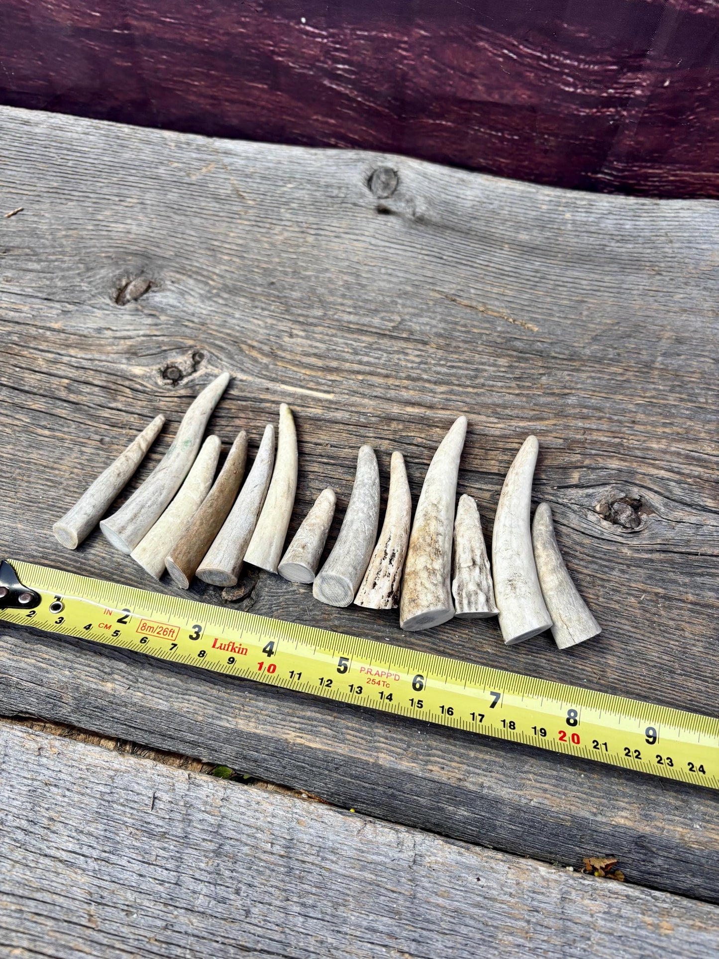 Small Antler Tips (12pcs) ~2”-4” Poorer Condition Tips for Crafting Decor and More