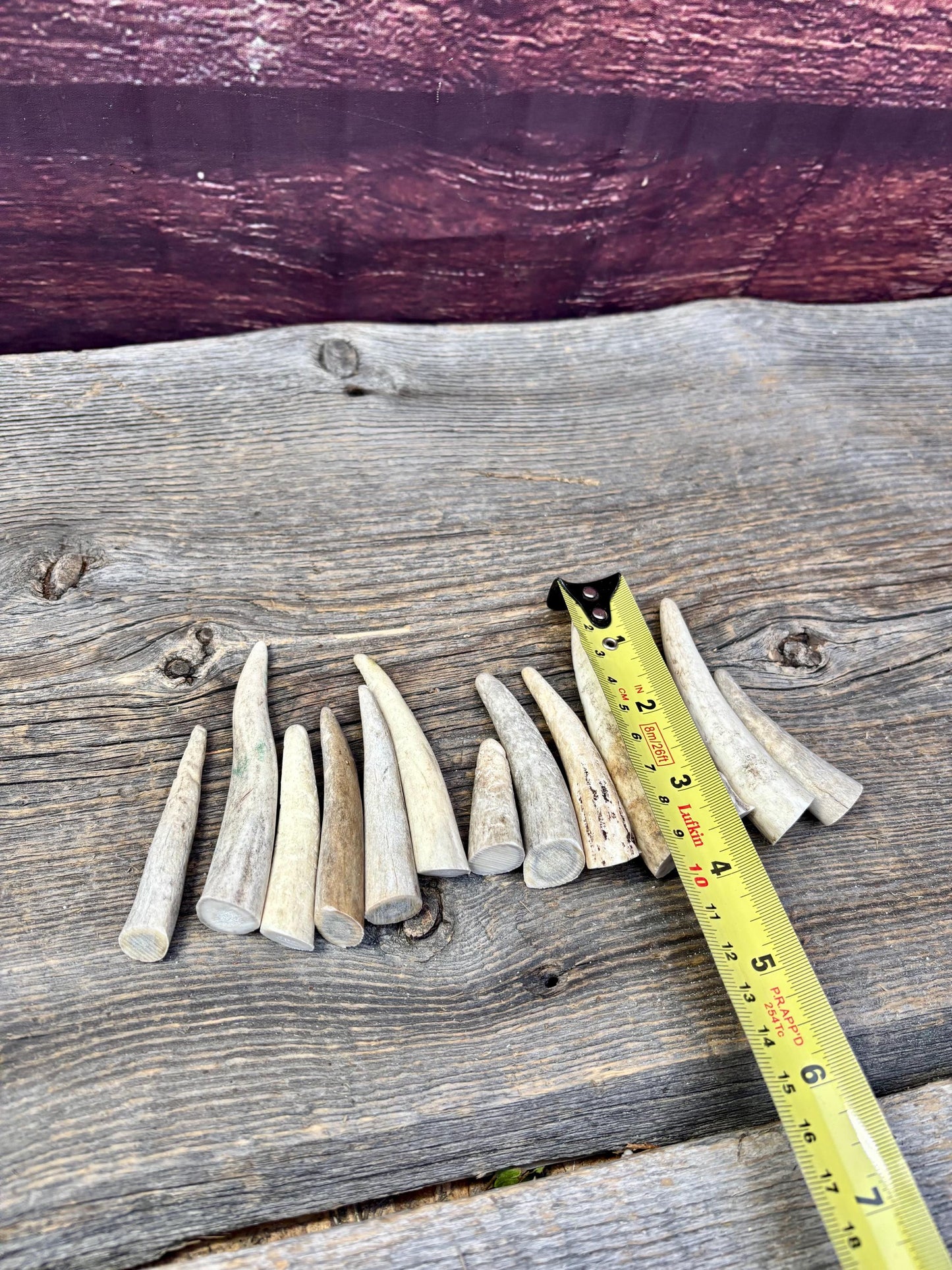 Small Antler Tips (12pcs) ~2”-4” Poorer Condition Tips for Crafting Decor and More