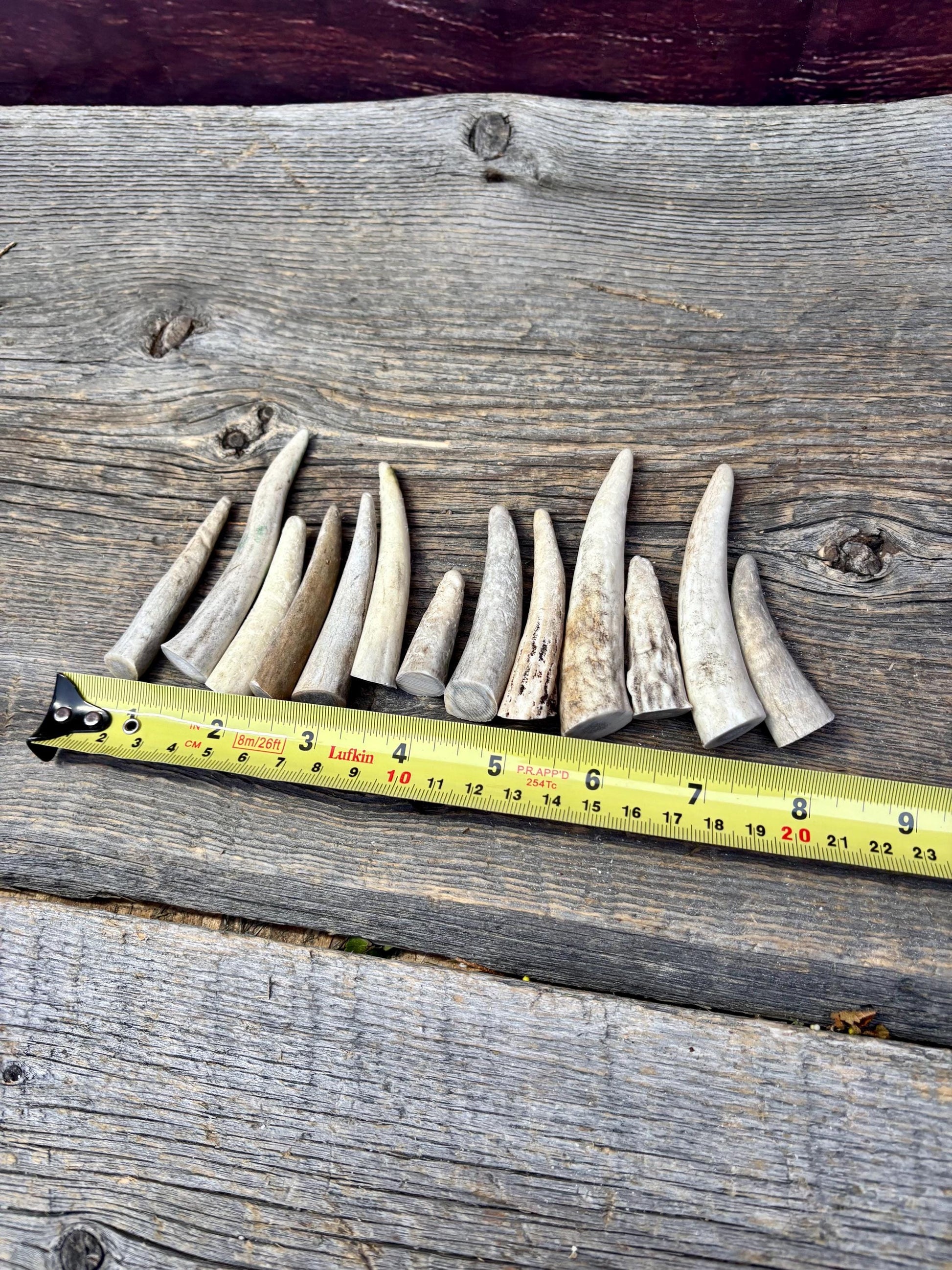 Small Antler Tips (12pcs) ~2”-4” Poorer Condition Tips for Crafting Decor and More
