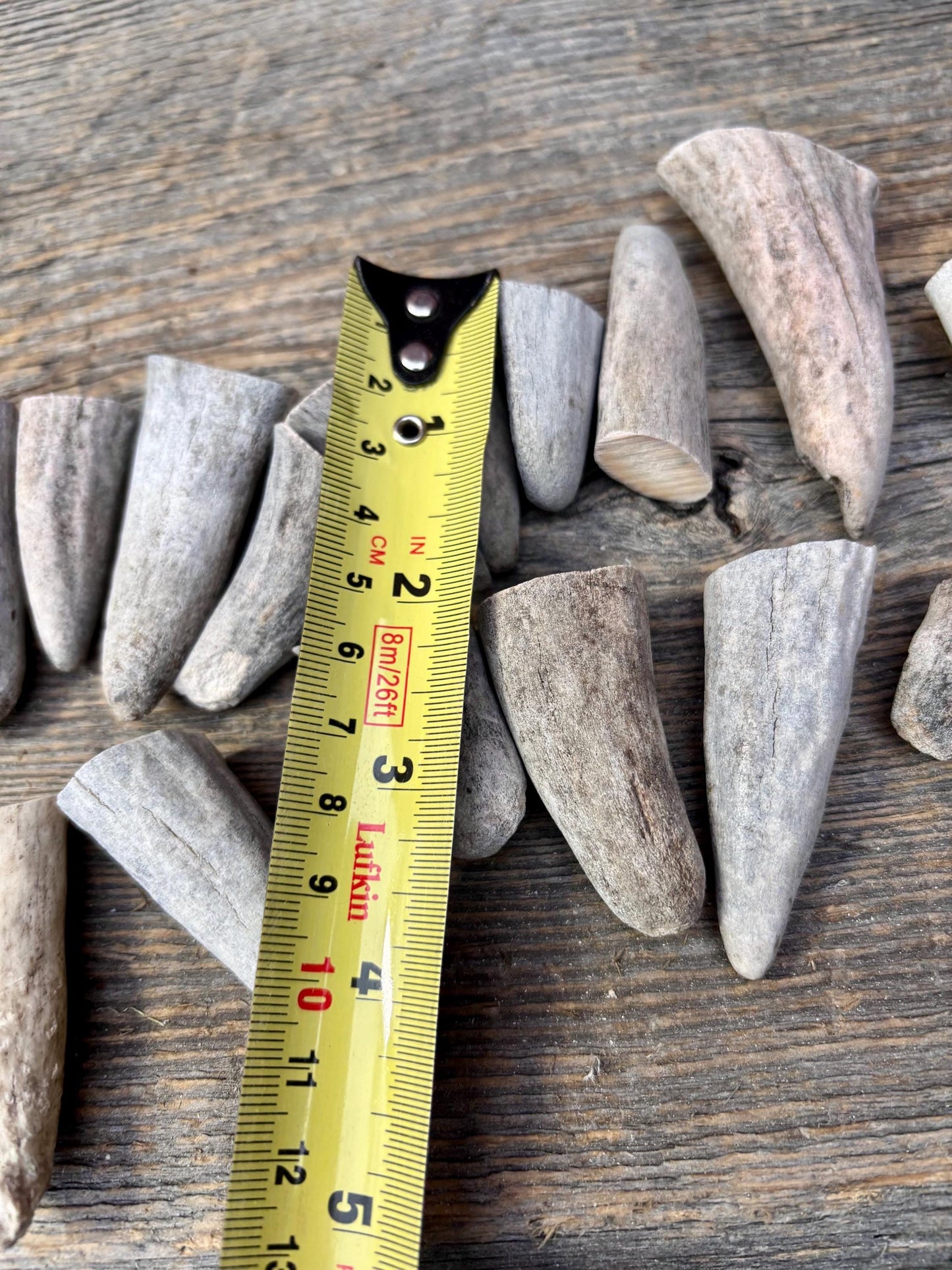 Stubby Antler Tips - (20 pcs) ~1”-3” Older Moose Antler tips “teeth” for Crafting decor and more!